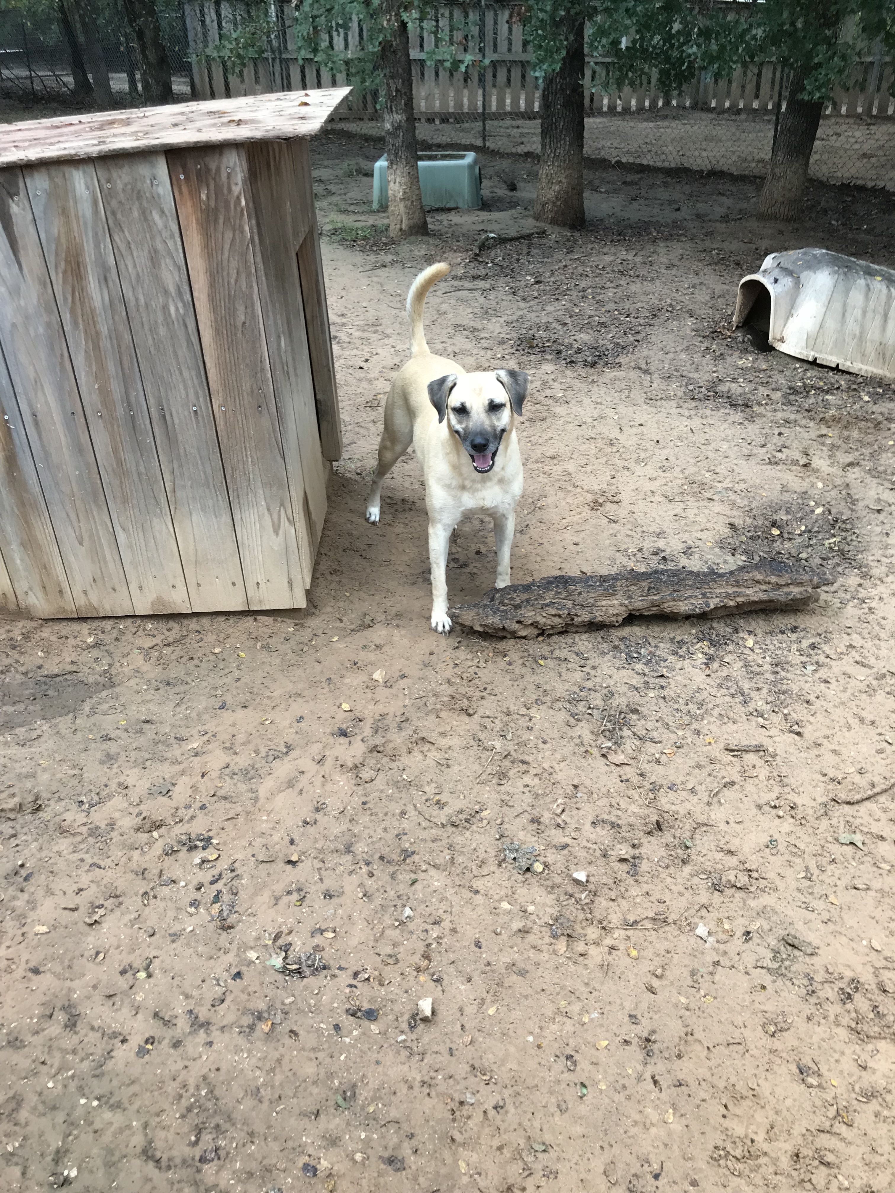 Buda, a Adoptable mixed breed in Paradise, TX image 2/12