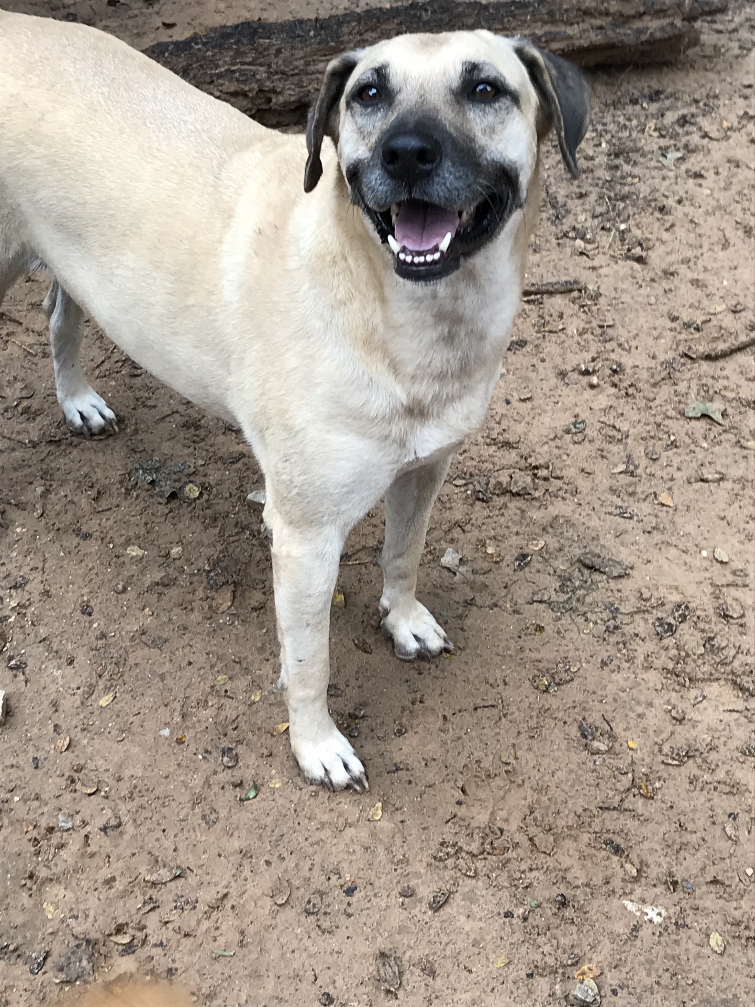 Buda, a Adoptable mixed breed in Paradise, TX image 3/12