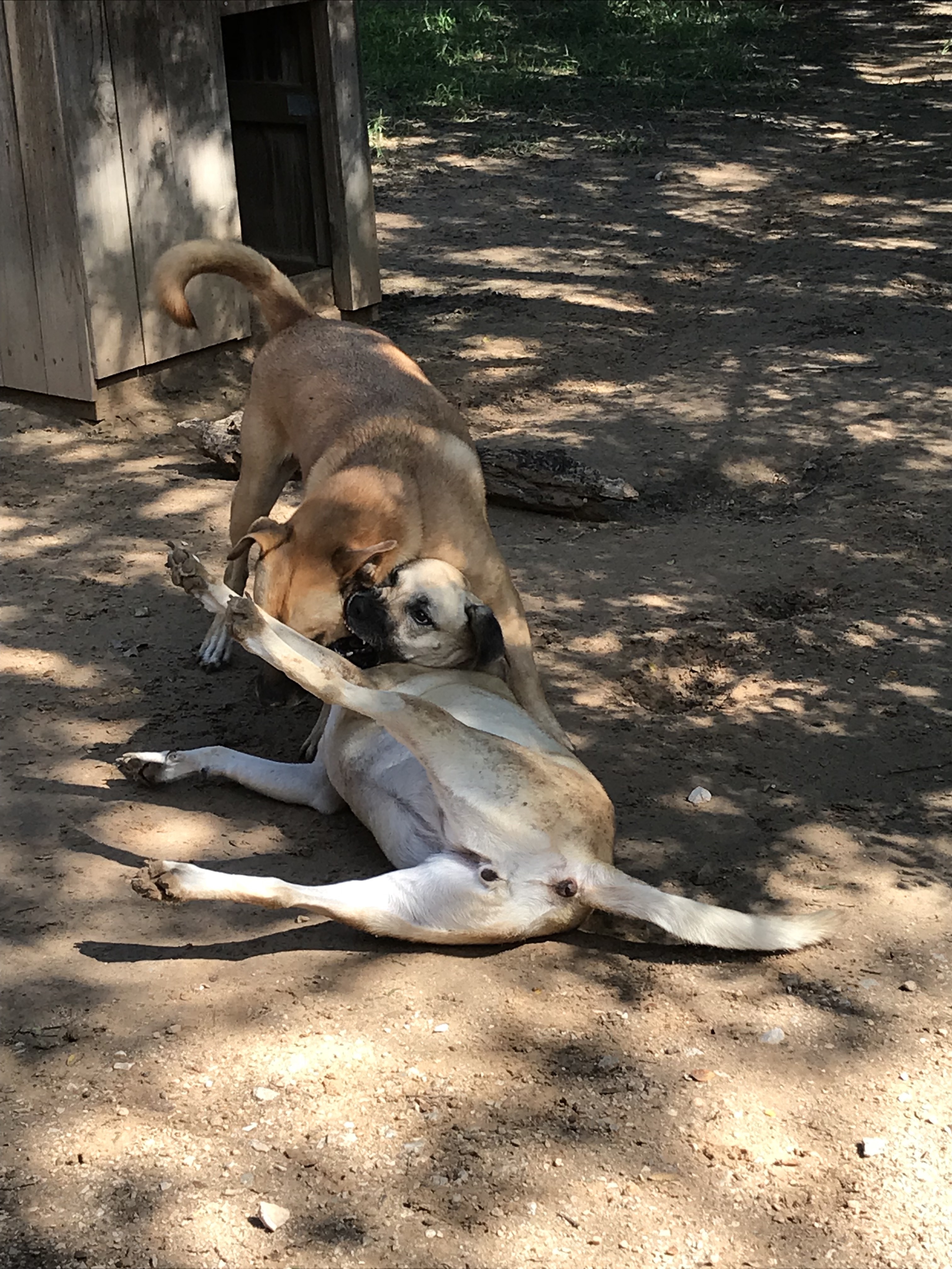 Buda, a Adoptable mixed breed in Paradise, TX image 4/12