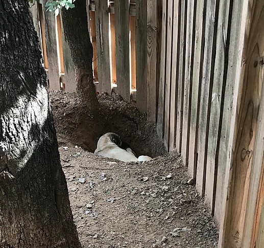 Buda, a Adoptable mixed breed in Paradise, TX image 5/12