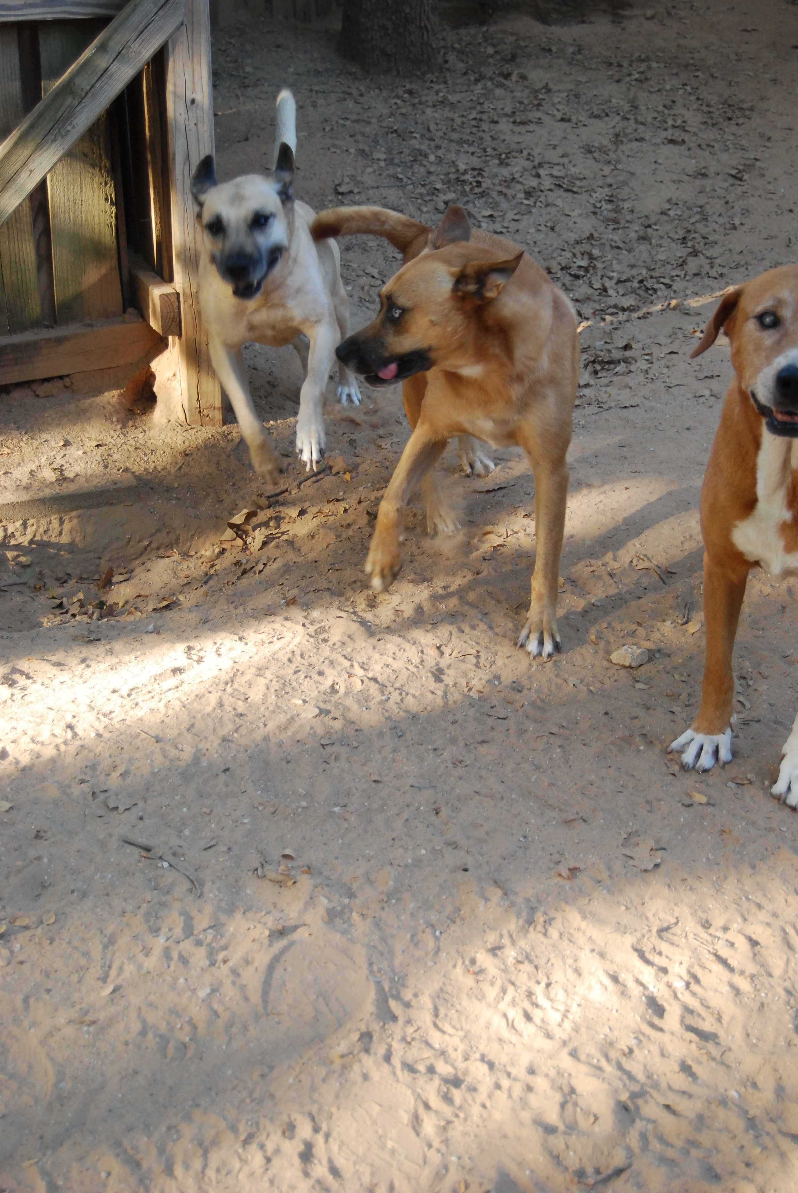 Buda, a Adoptable mixed breed in Paradise, TX image 6/12