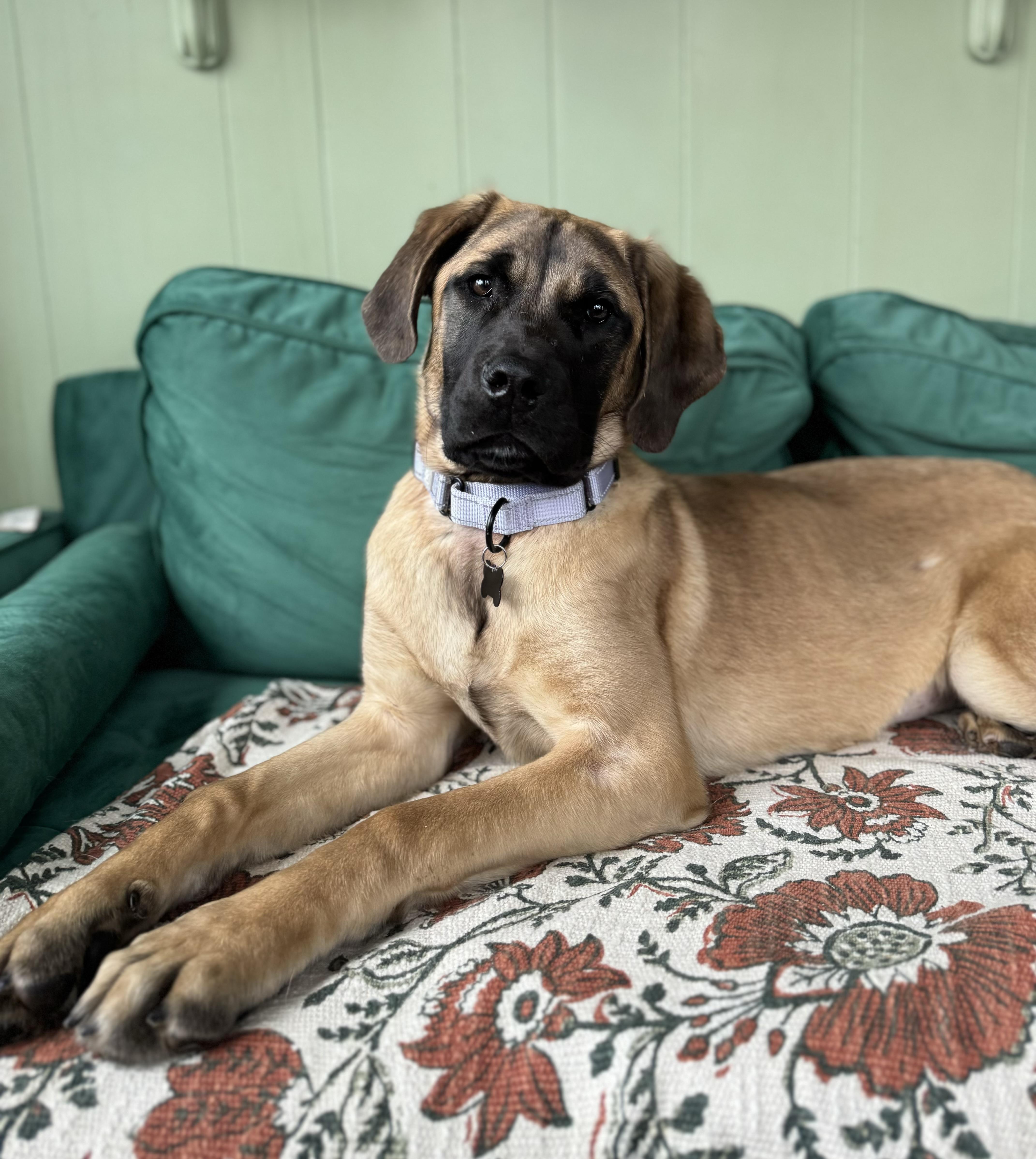 Cleo , adopted, Puppy Female Mastiff.