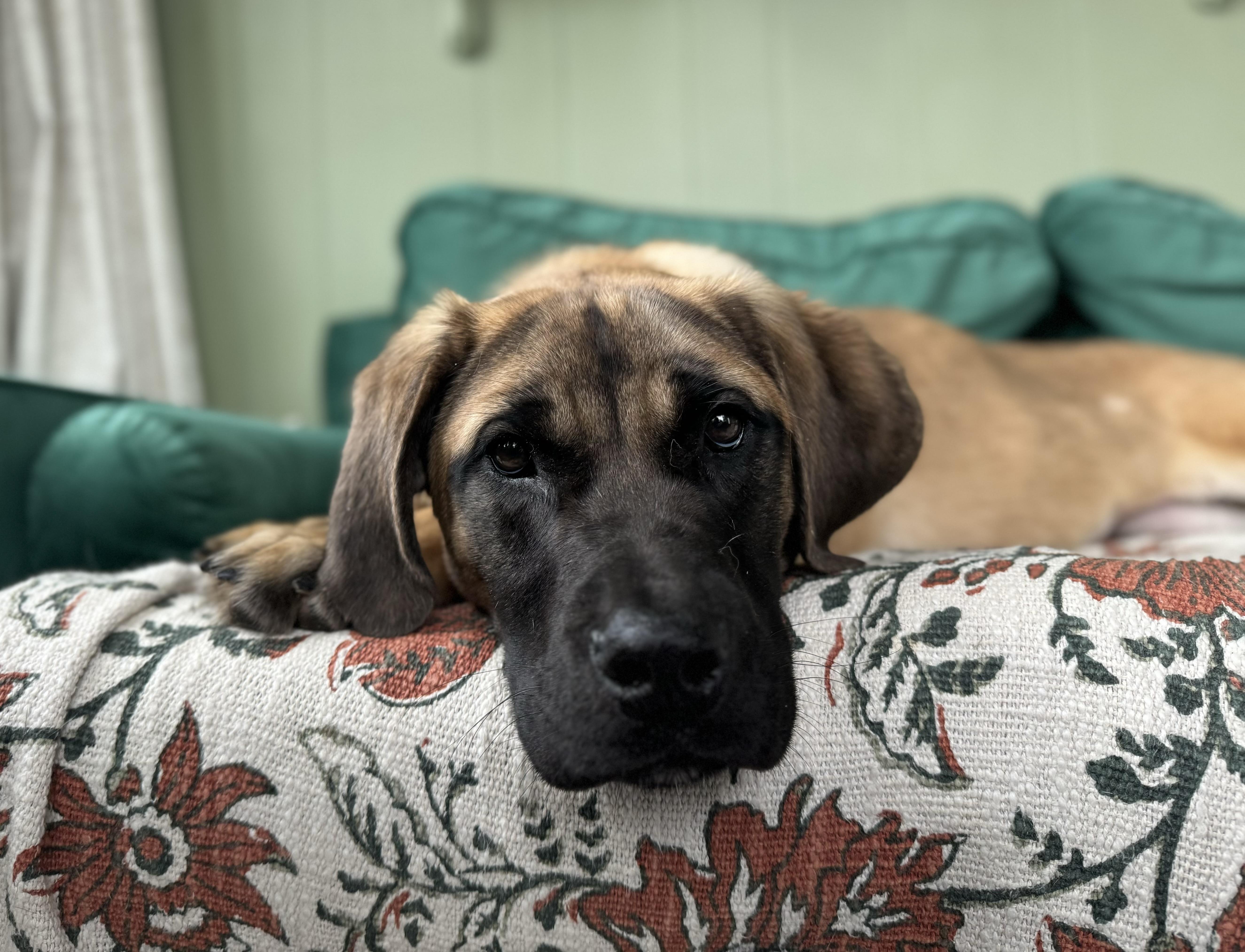 Enlarge Cleo , an adopted Mastiff in China Township, MI image 5/6