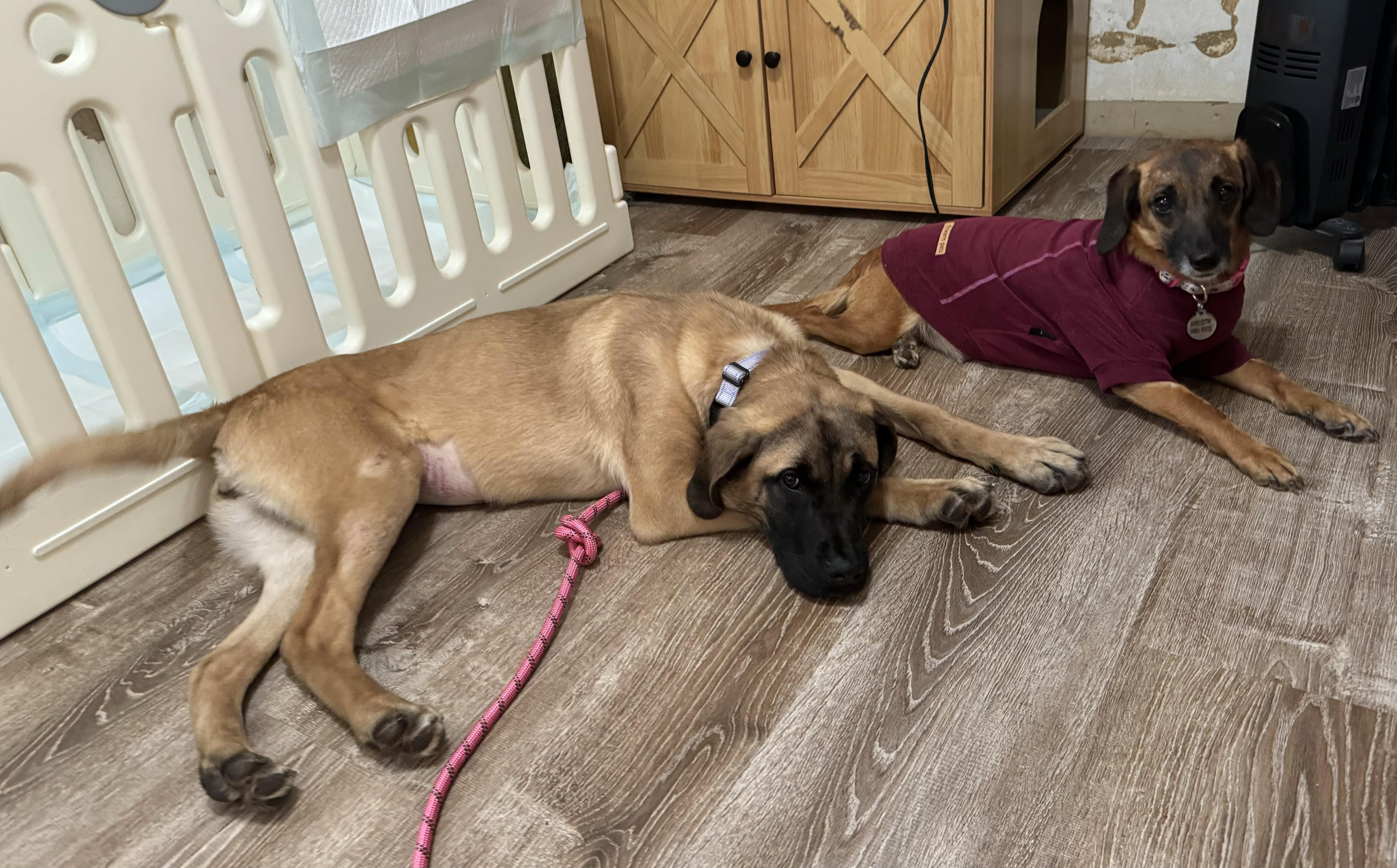 Enlarge Cleo , an adopted Mastiff in China Township, MI image 6/6