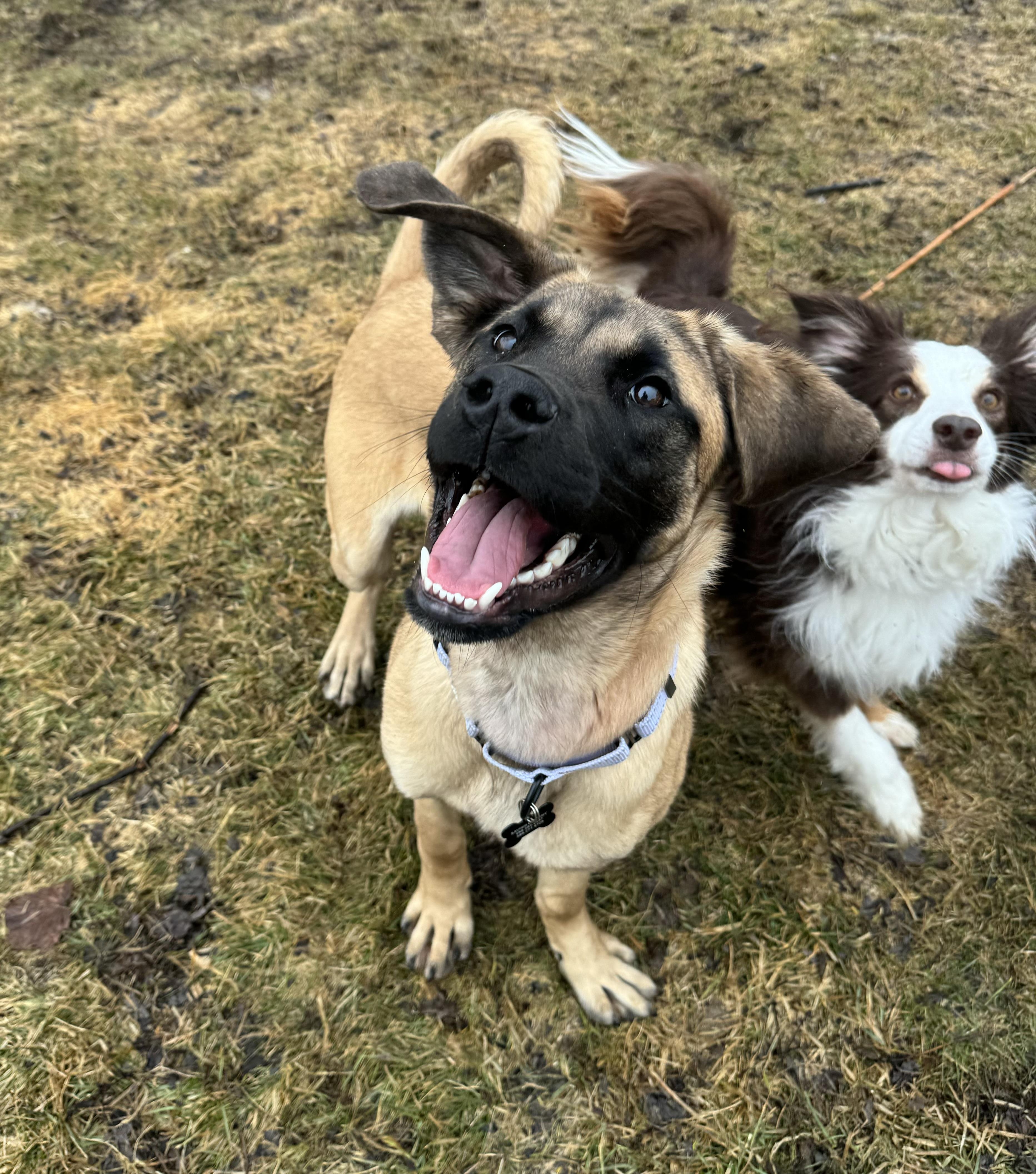 Enlarge Cleo , an adopted Mastiff in China Township, MI image 3/6