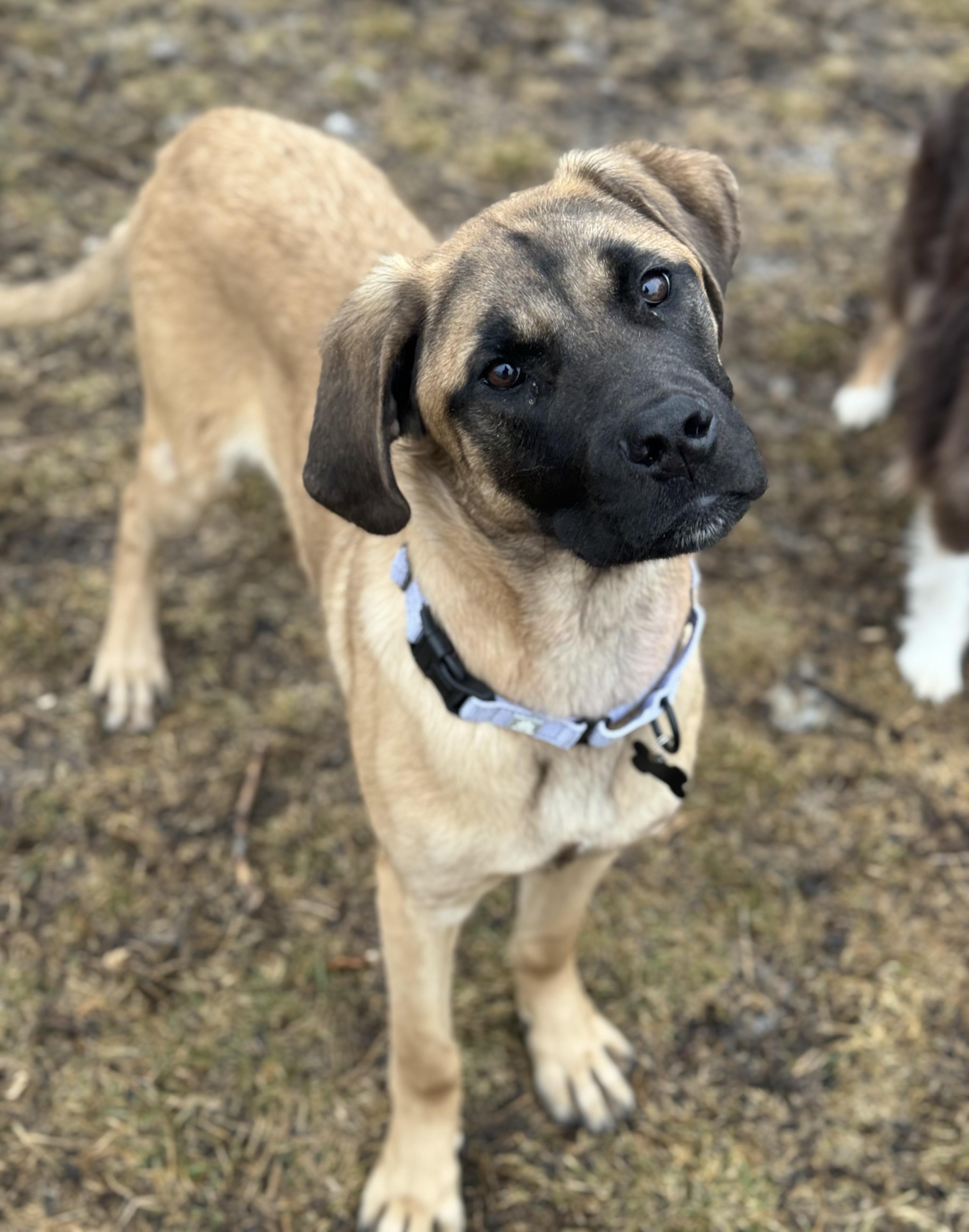 Enlarge Cleo , an adopted Mastiff in China Township, MI image 2/6