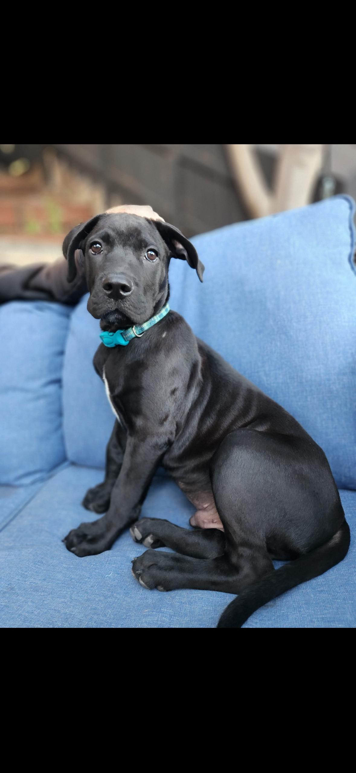 Sleipnir, Adopted, Puppy Male Cane Corso & Pit Bull Terrier.