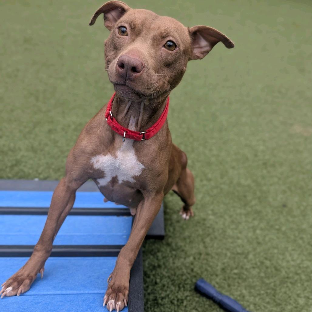 Vegas, Adoptable, Adult Female Pit Bull Terrier.