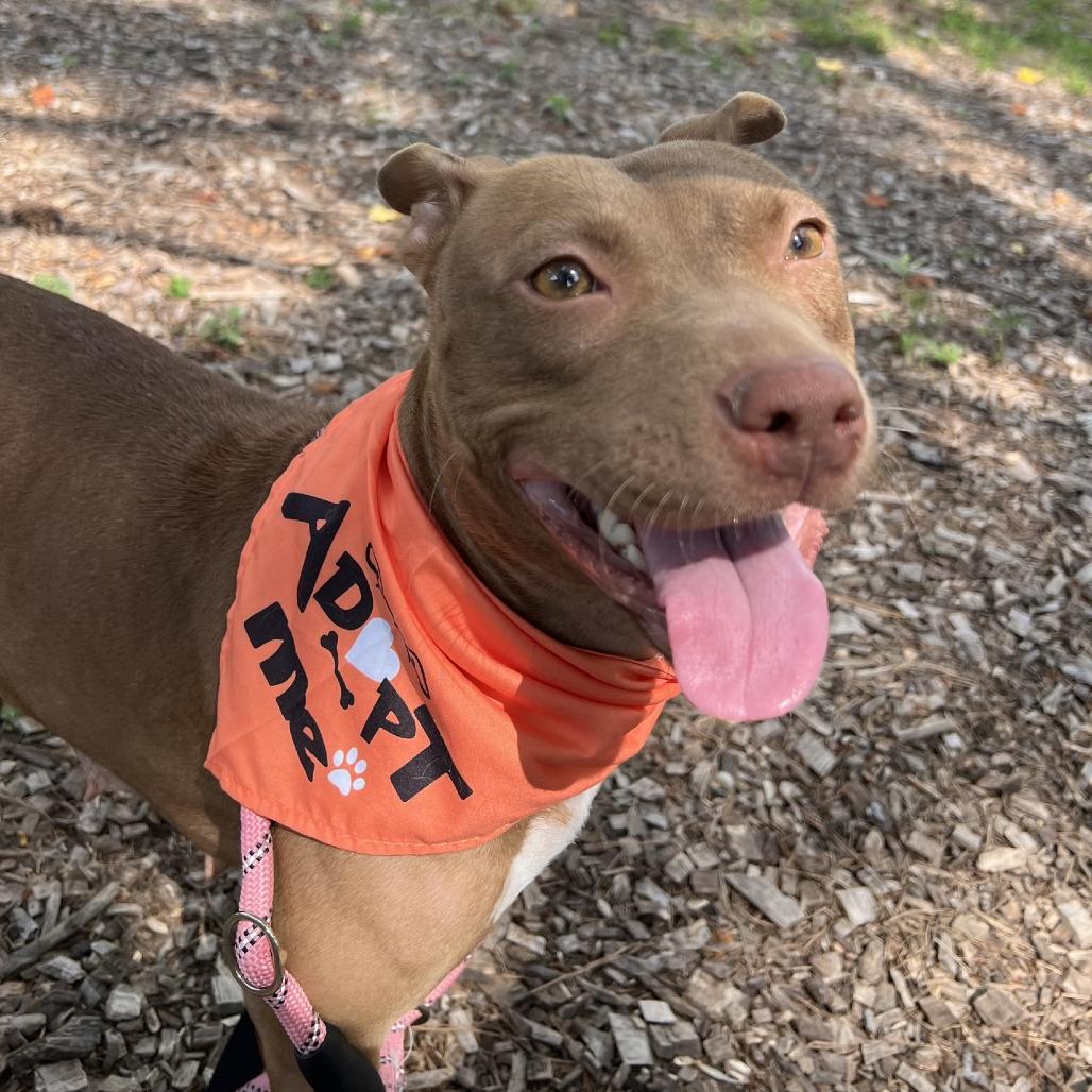 Enlarge Vegas, a Adoptable Pit Bull Terrier in Greensboro, NC image 2/6