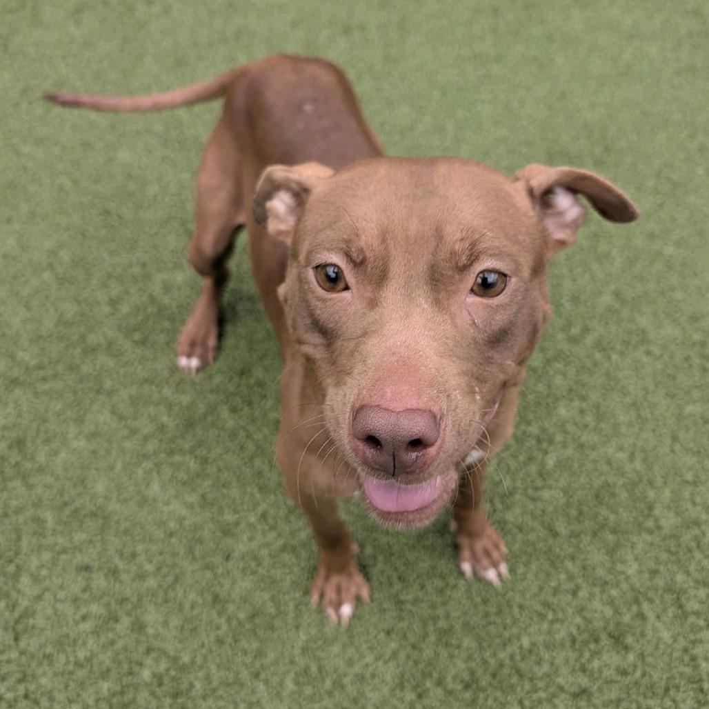 Enlarge Vegas, a Adoptable Pit Bull Terrier in Greensboro, NC image 3/6