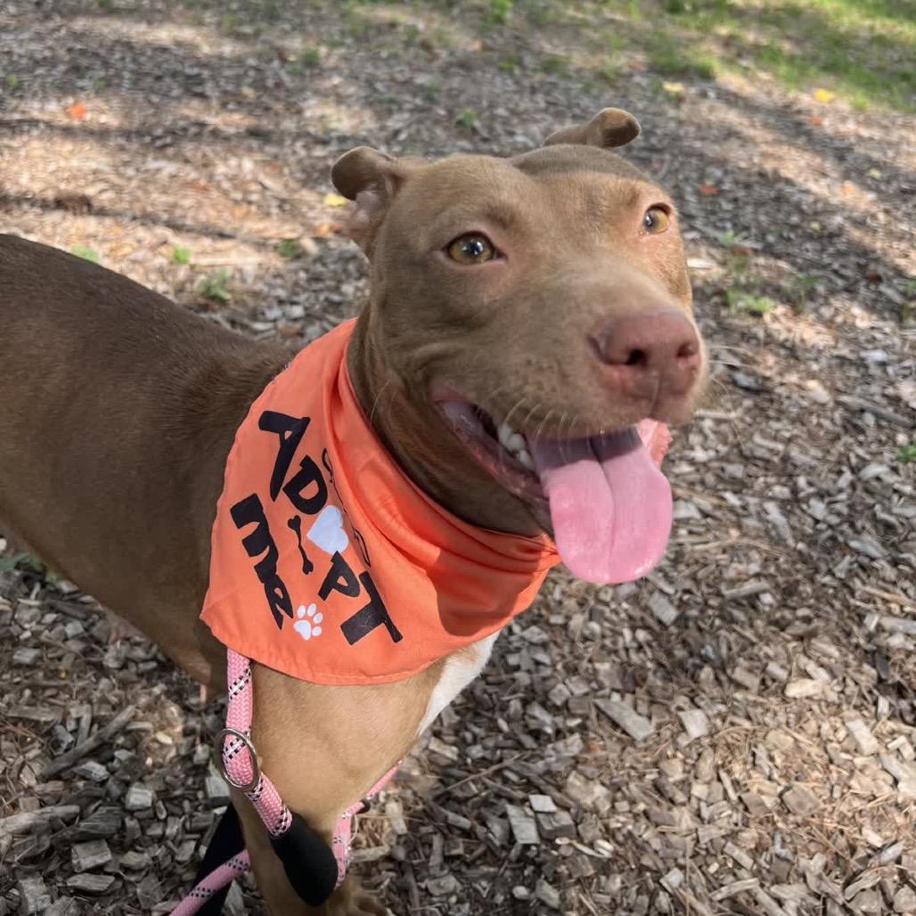 Enlarge Vegas, a Adoptable Pit Bull Terrier in Greensboro, NC image 4/6