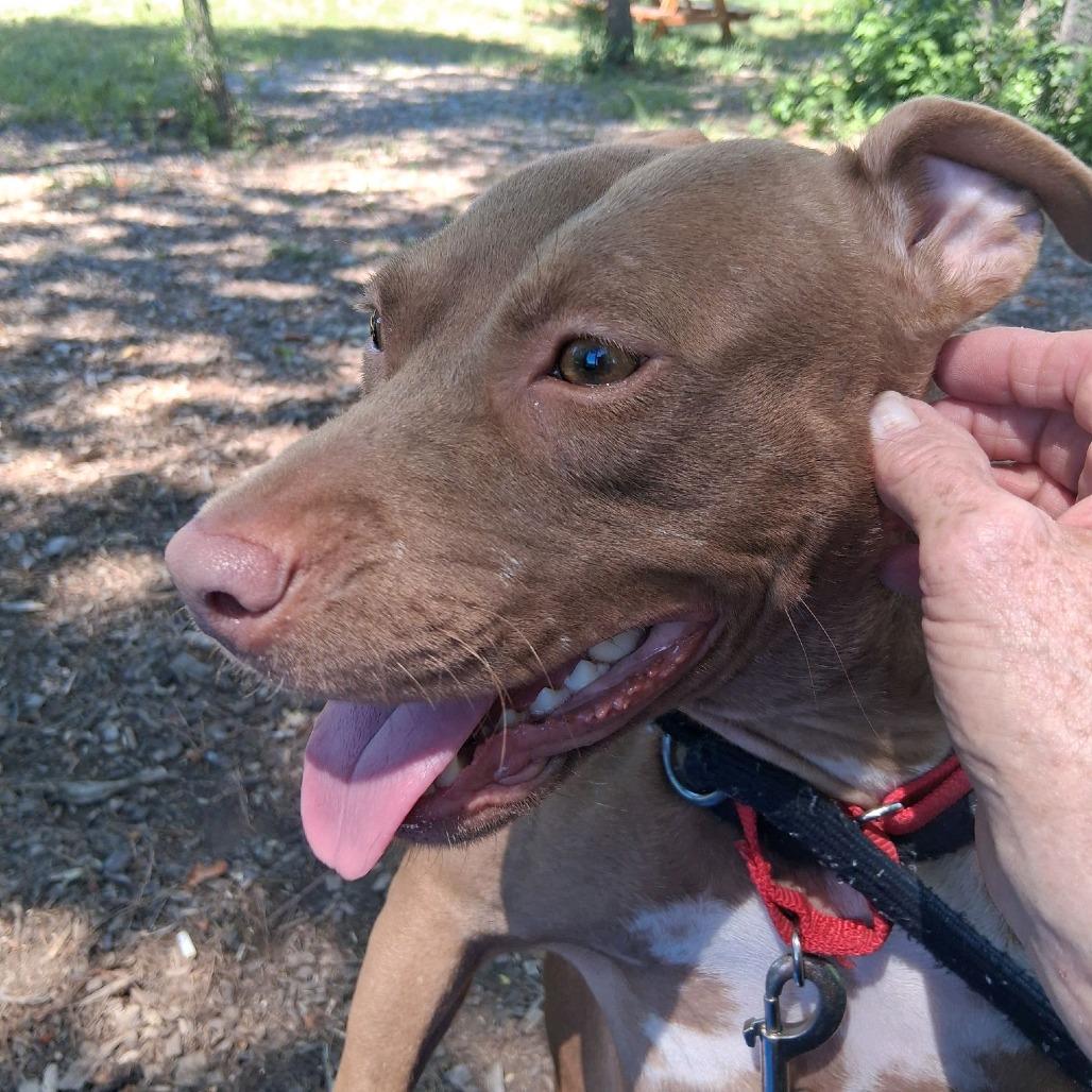 Enlarge Vegas, a Adoptable Pit Bull Terrier in Greensboro, NC image 5/6