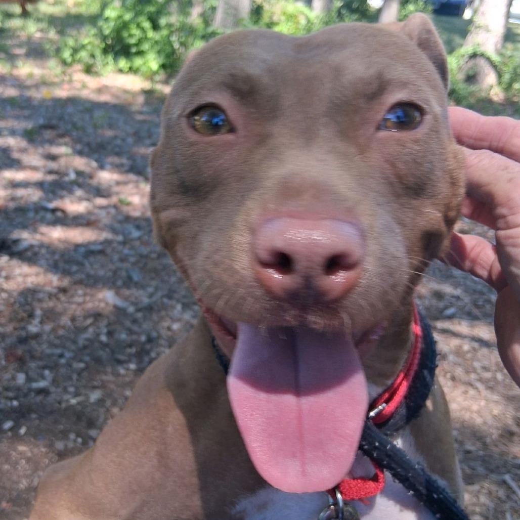 Enlarge Vegas, a Adoptable Pit Bull Terrier in Greensboro, NC image 6/6
