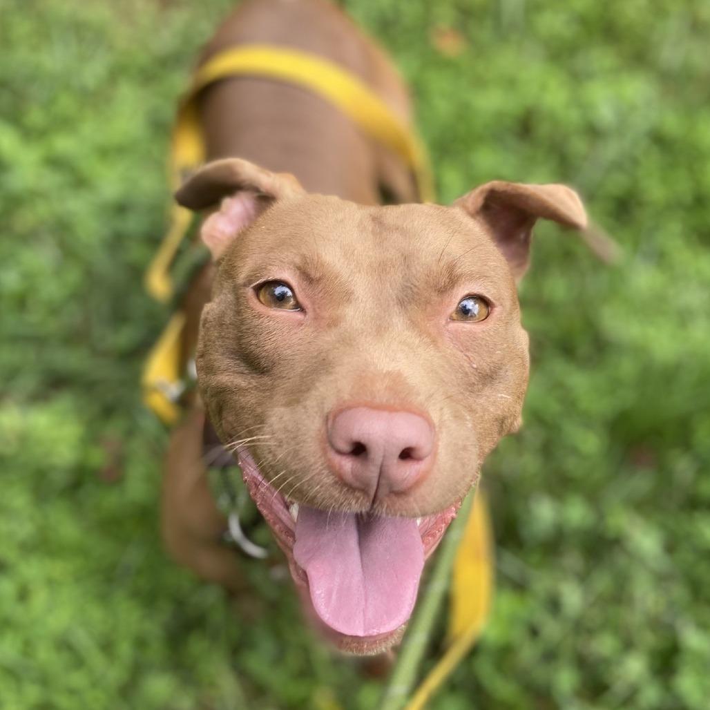 Vegas, a Adoptable Pit Bull Terrier in Greensboro, NC image 5/6