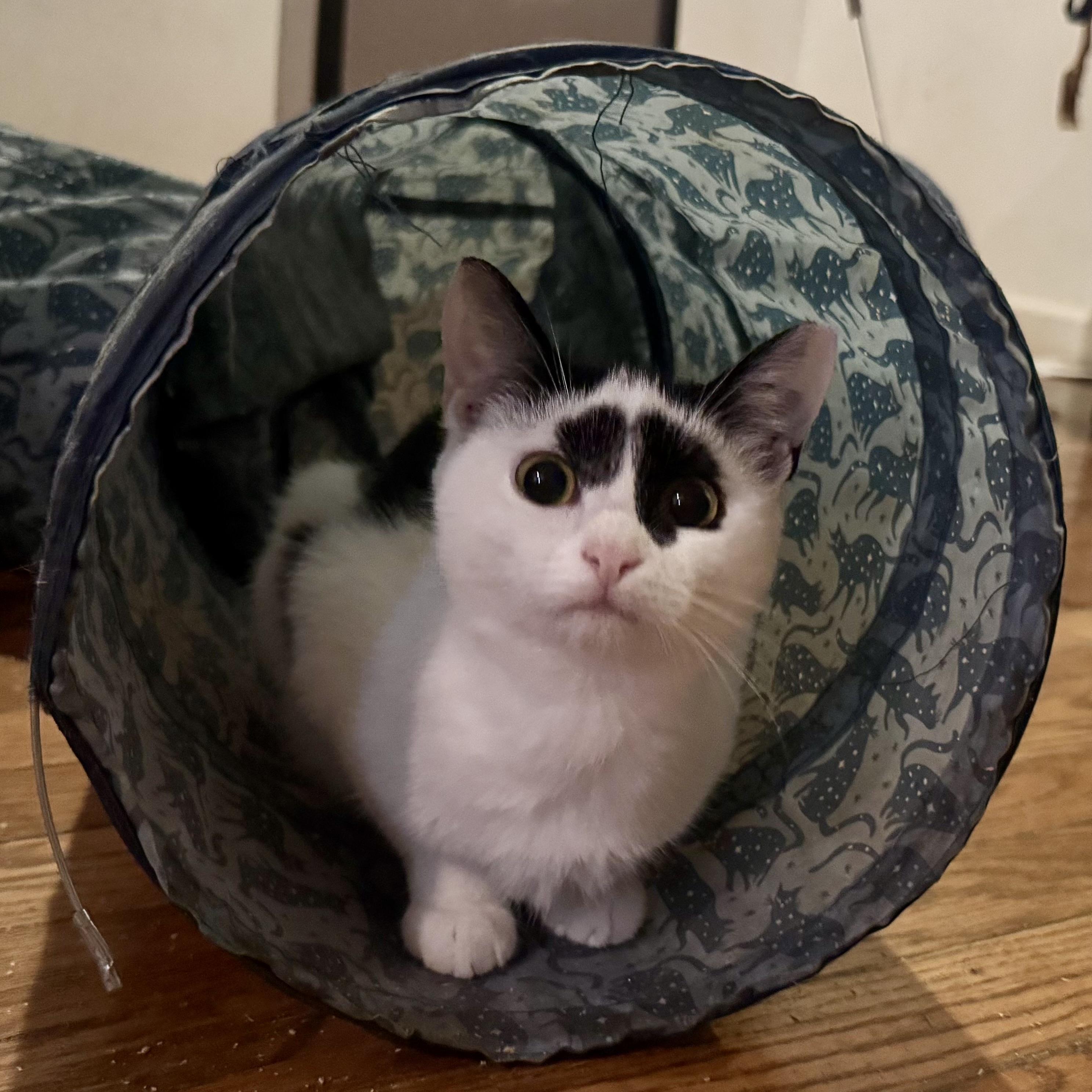 Enlarge LILLITH, a Adoptable Domestic Short Hair in Churchville, PA image 3/3