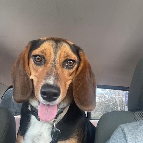 Ruby, Adopted, Young Female Beagle.