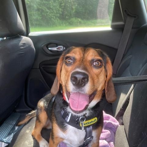 Enlarge Ruby, a Adopted Beagle in Mechanic Falls, ME image 2/5