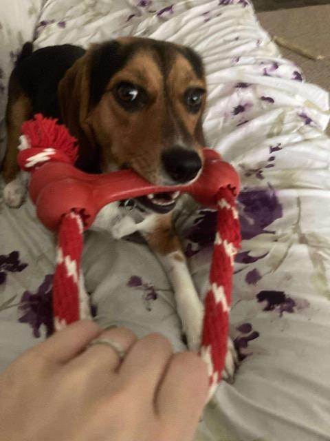 Enlarge Ruby, a Adopted Beagle in Mechanic Falls, ME image 3/5