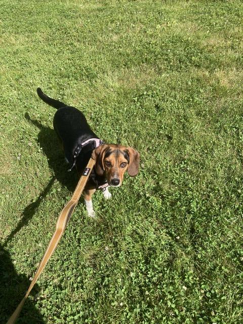 Enlarge Ruby, a Adopted Beagle in Mechanic Falls, ME image 5/5
