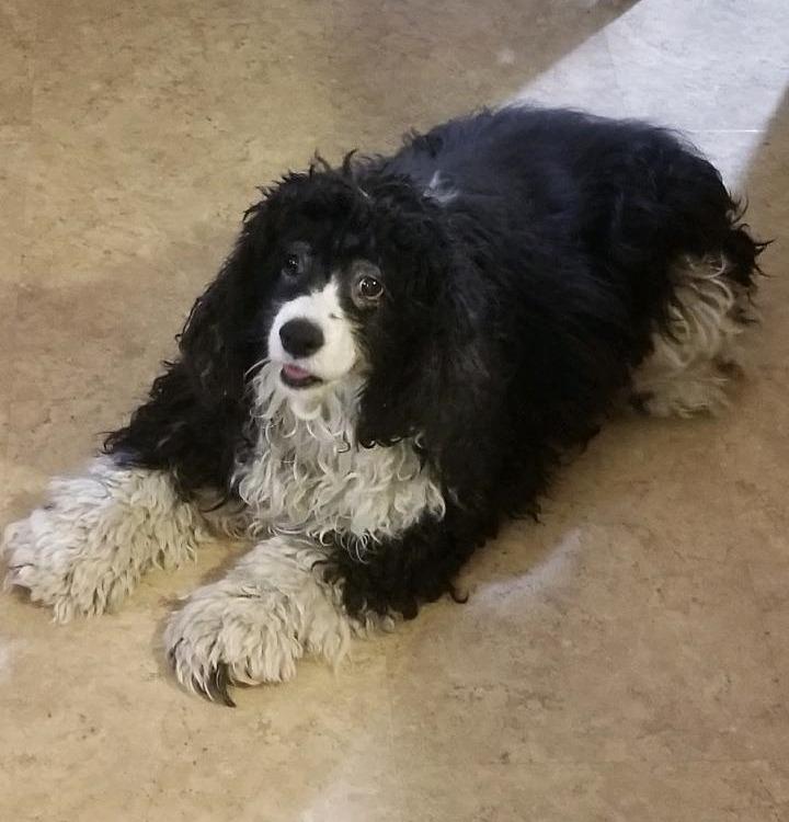 Enlarge Luke NM 23033, a Adoptable Cocker Spaniel in Parker, CO image 3/3