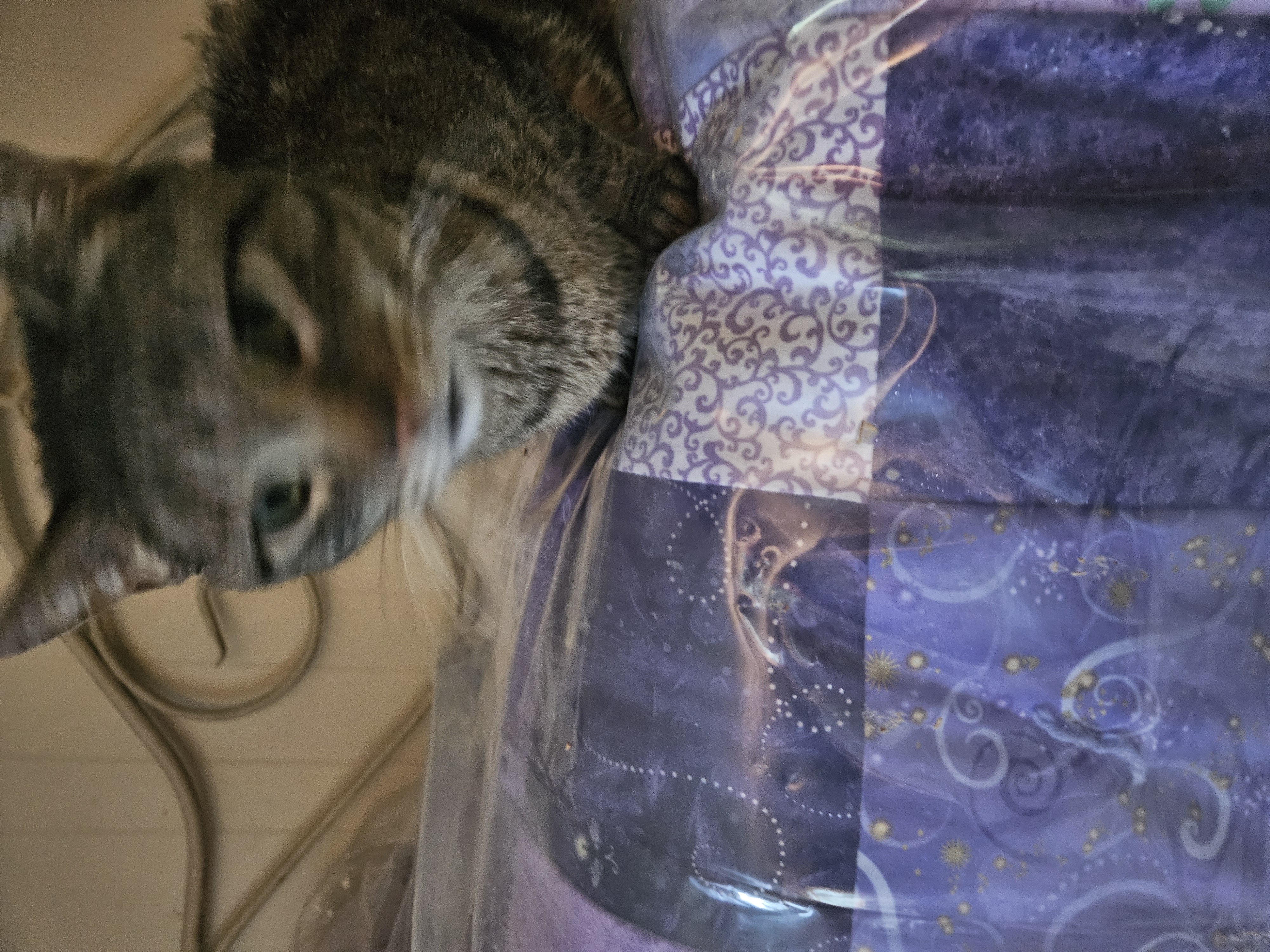 Tigerlily, Adoptable, Adult Female Domestic Short Hair.