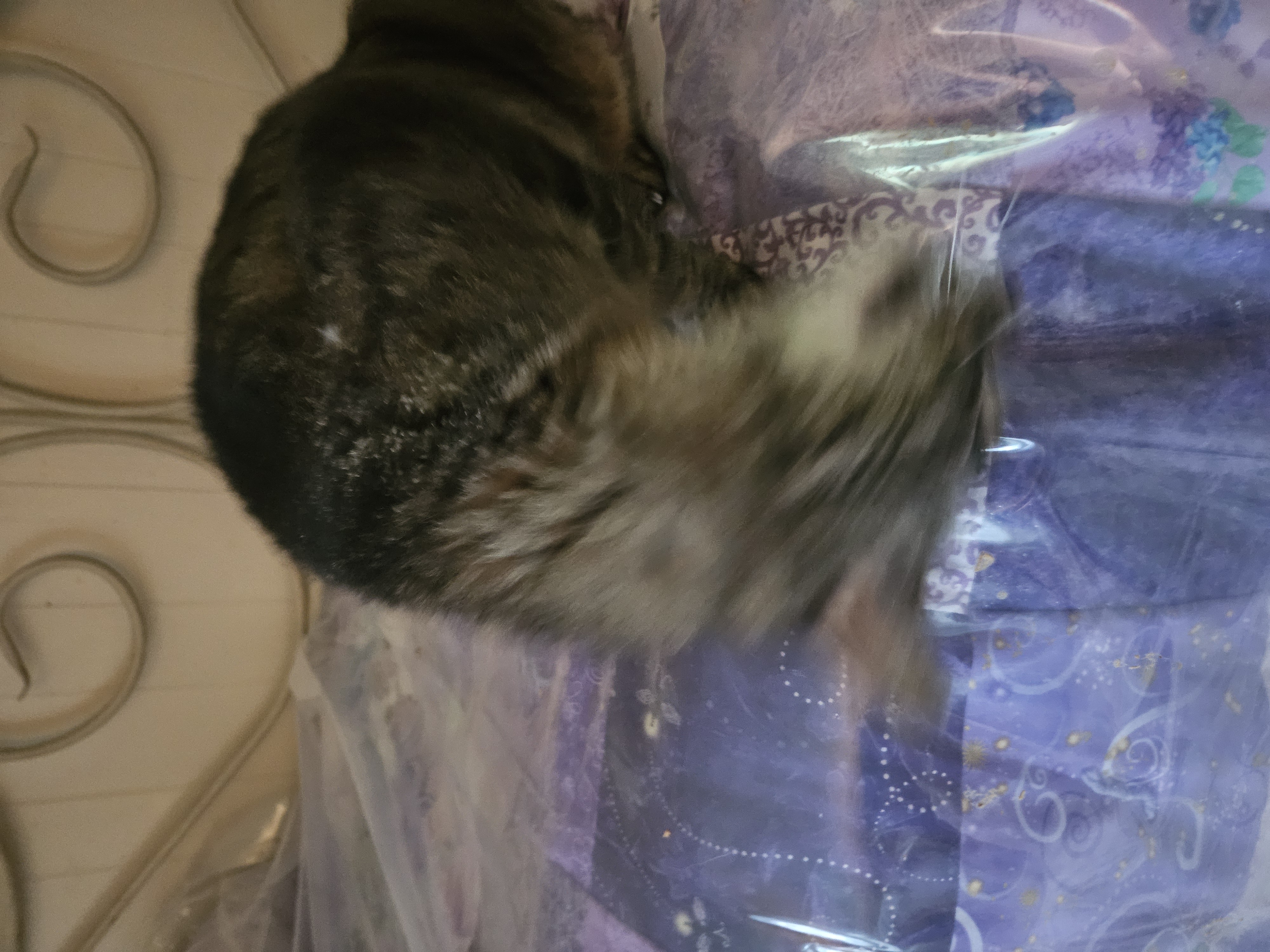 Enlarge Tigerlily, a Adoptable Domestic Short Hair in Mansfield, PA image 2/4