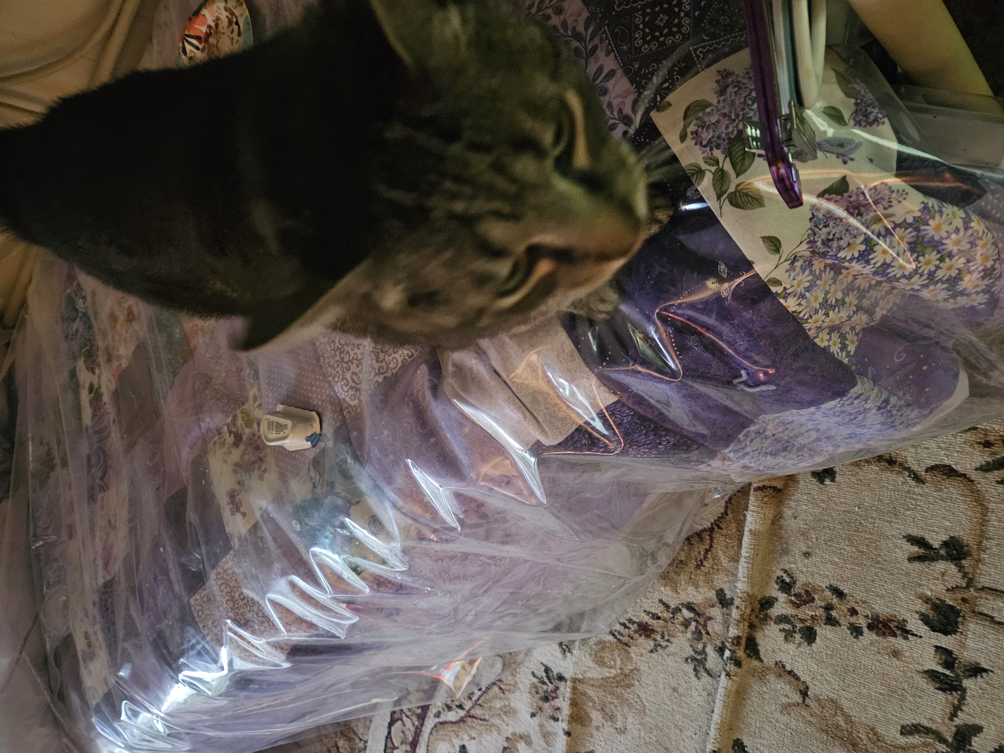 Enlarge Tigerlily, a Adoptable Domestic Short Hair in Mansfield, PA image 3/4