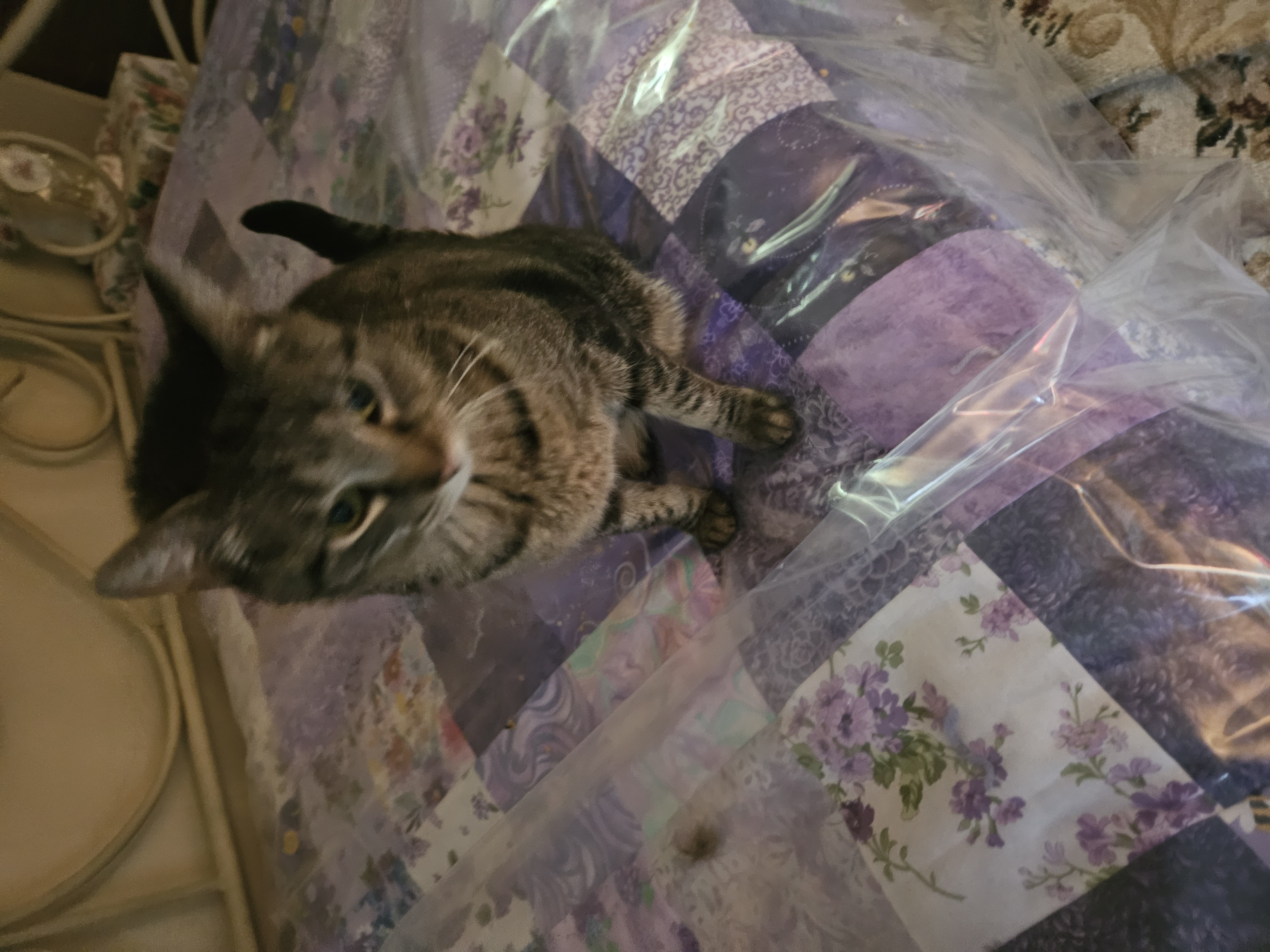 Enlarge Tigerlily, a Adoptable Domestic Short Hair in Mansfield, PA image 4/4