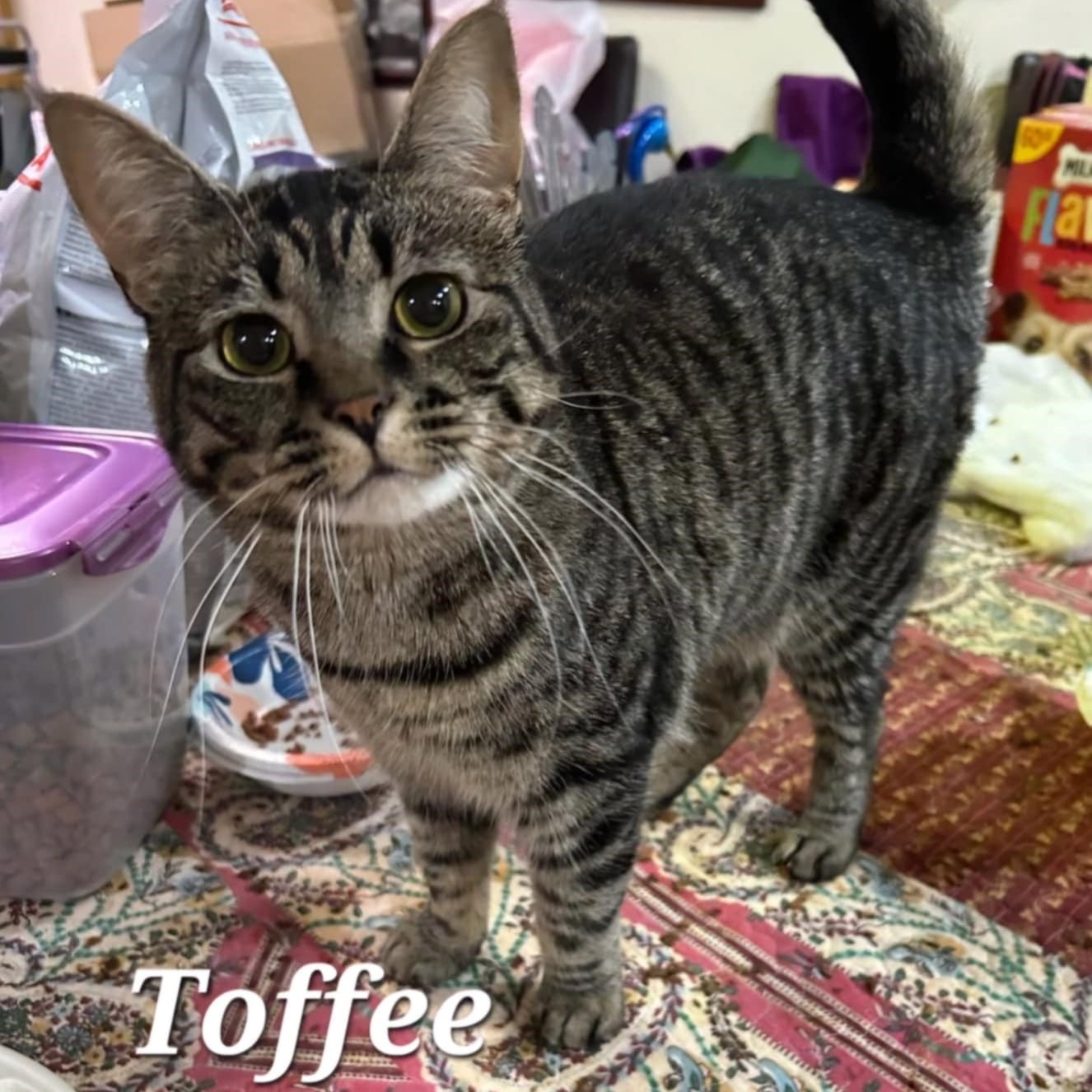 Toffee