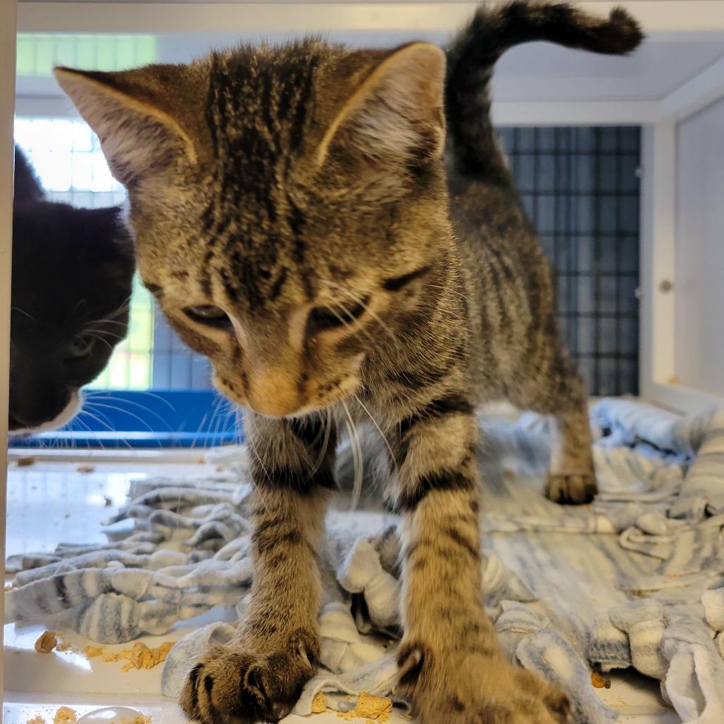 Croc, Adoptable, Young Male Domestic Short Hair.