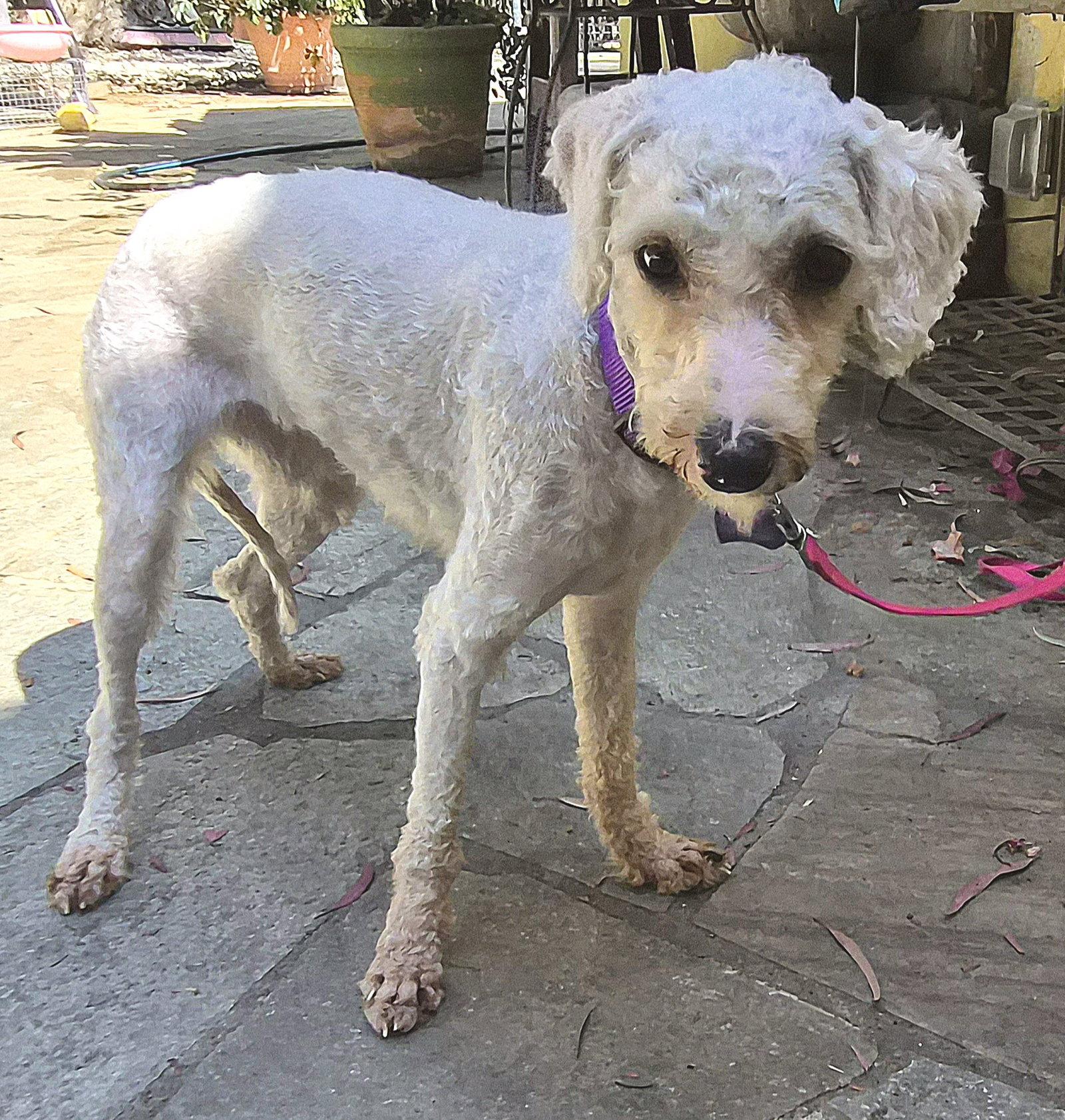 Lisa, a Adopted Poodle in Los Angeles, CA image 1/3
