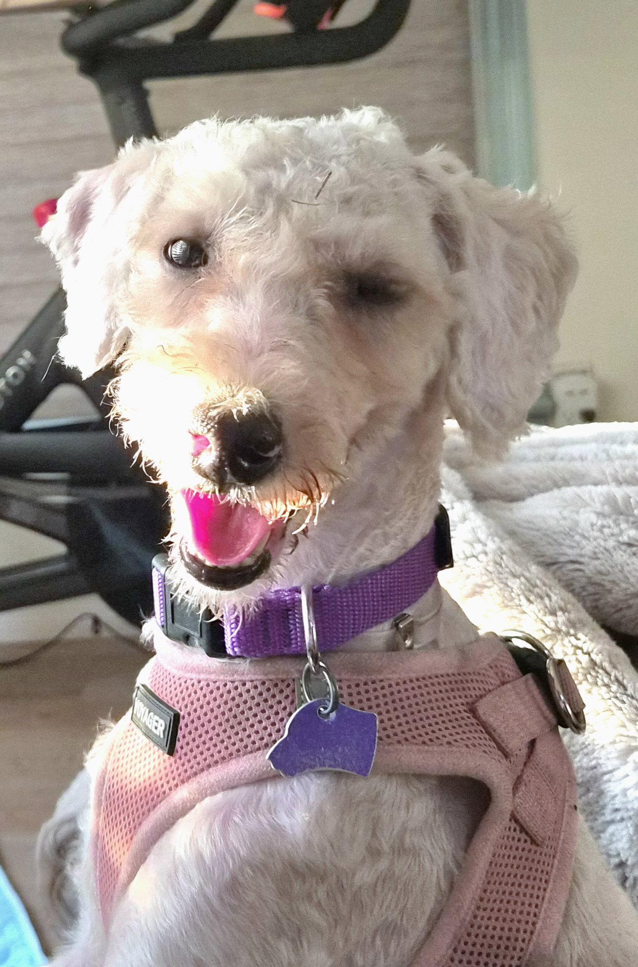 Lisa, a Adopted Poodle in Los Angeles, CA image 2/3