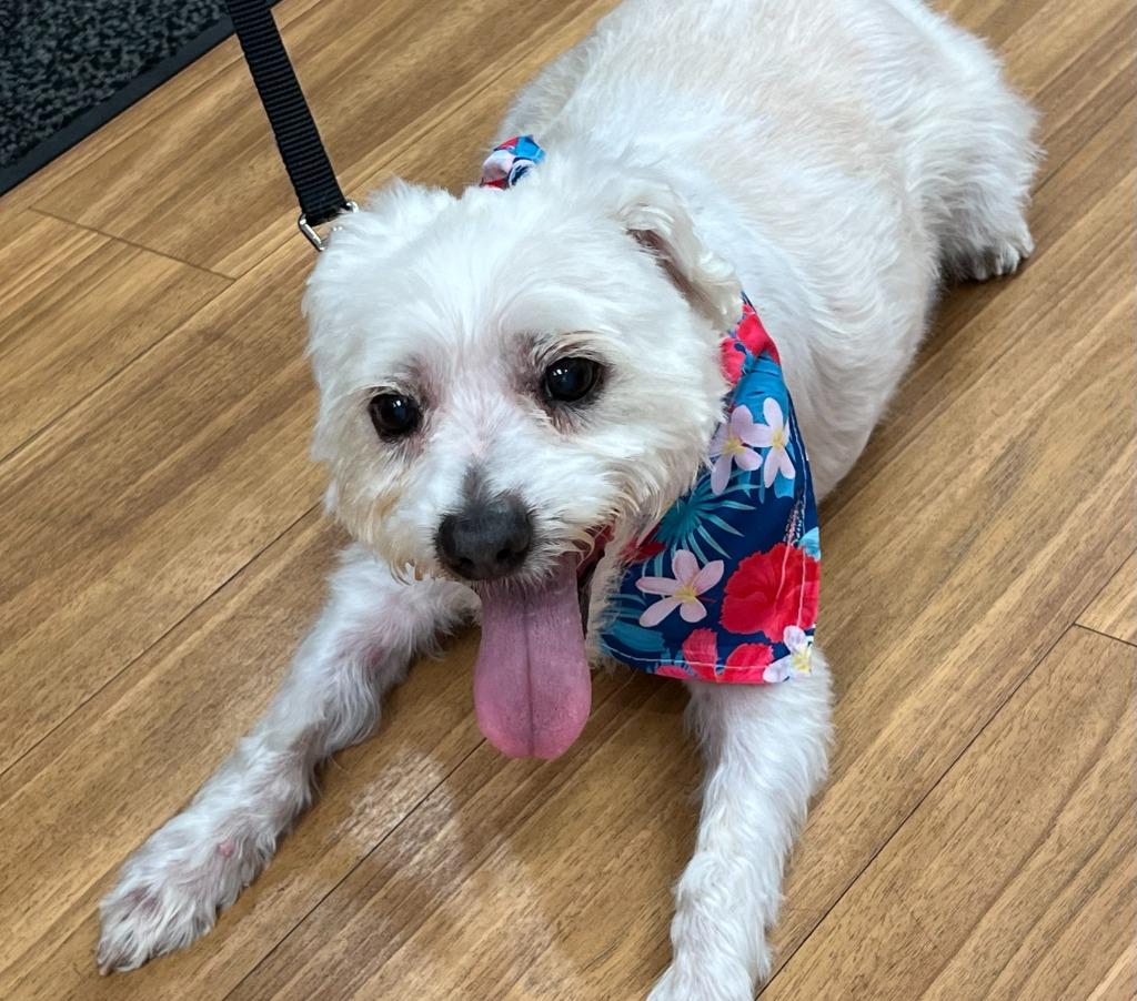 MADDIE, a Adopted mixed breed in Moberly, MO image 1/3