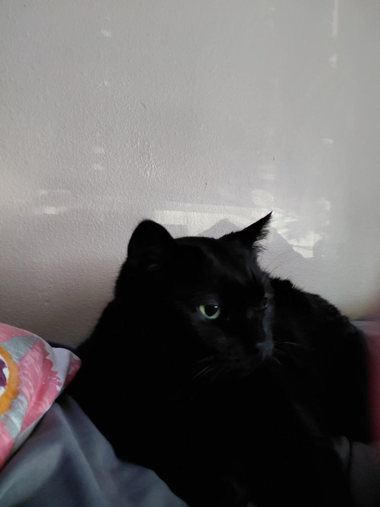 Enlarge Tinkerbell, a Adoptable Domestic Short Hair in Bellingham, WA image 1/6