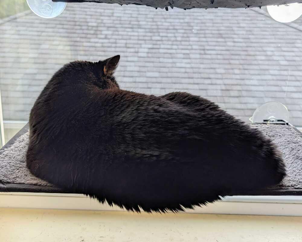 Enlarge Tinkerbell, a Adoptable Domestic Short Hair in Bellingham, WA image 2/6