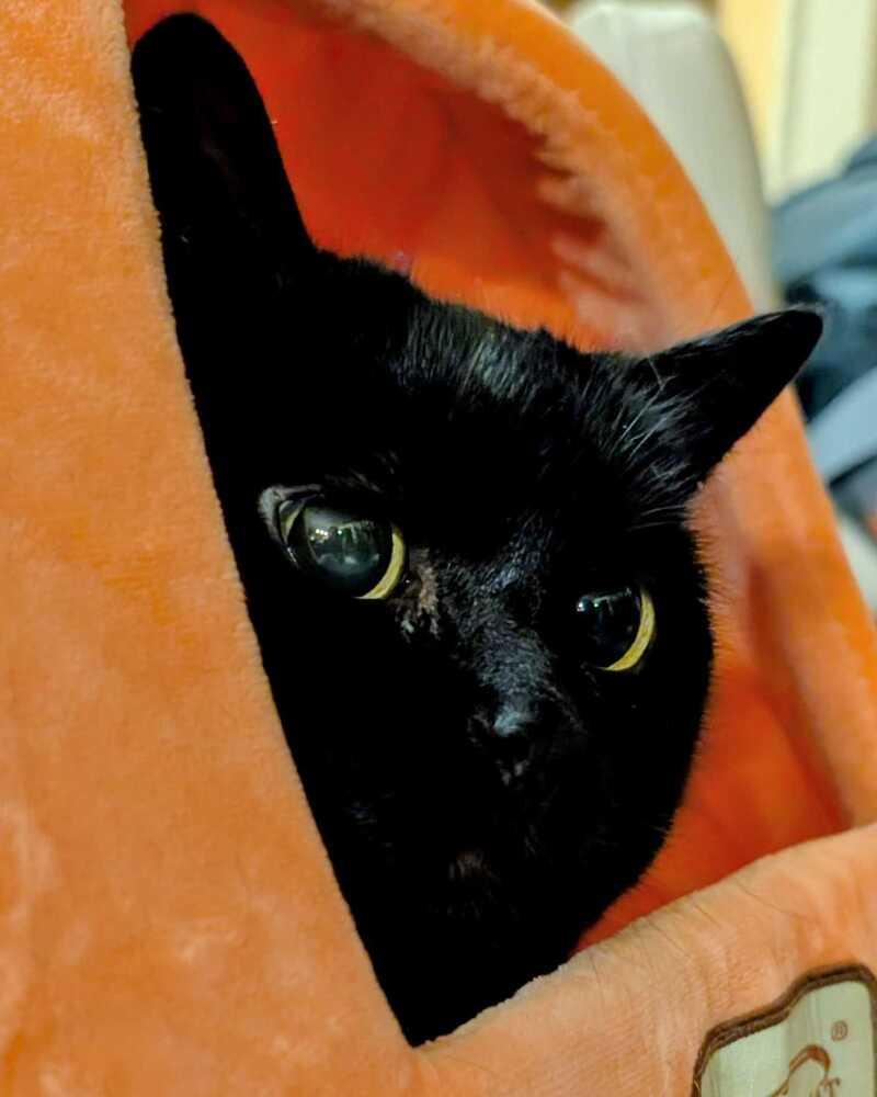 Enlarge Tinkerbell, a Adoptable Domestic Short Hair in Bellingham, WA image 3/6