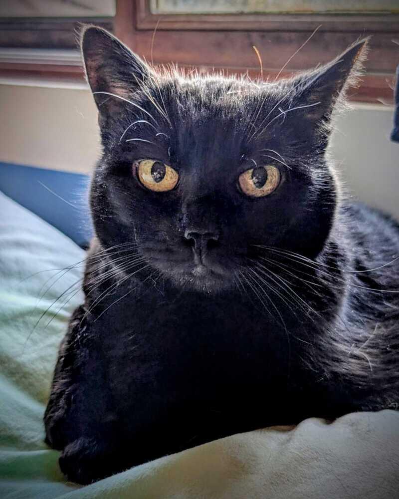 Enlarge Tinkerbell, a Adoptable Domestic Short Hair in Bellingham, WA image 4/6