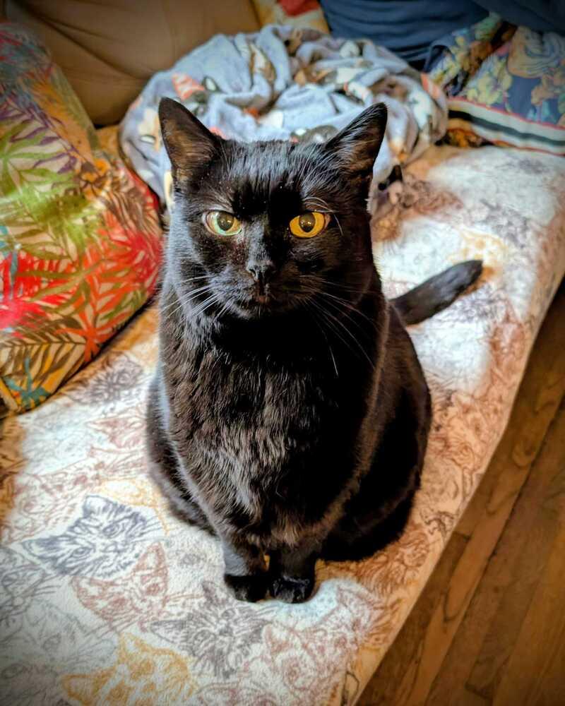 Enlarge Tinkerbell, a Adoptable Domestic Short Hair in Bellingham, WA image 5/6