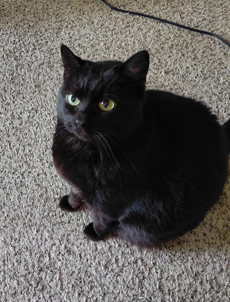 Enlarge Tinkerbell, a Adoptable Domestic Short Hair in Bellingham, WA image 6/6