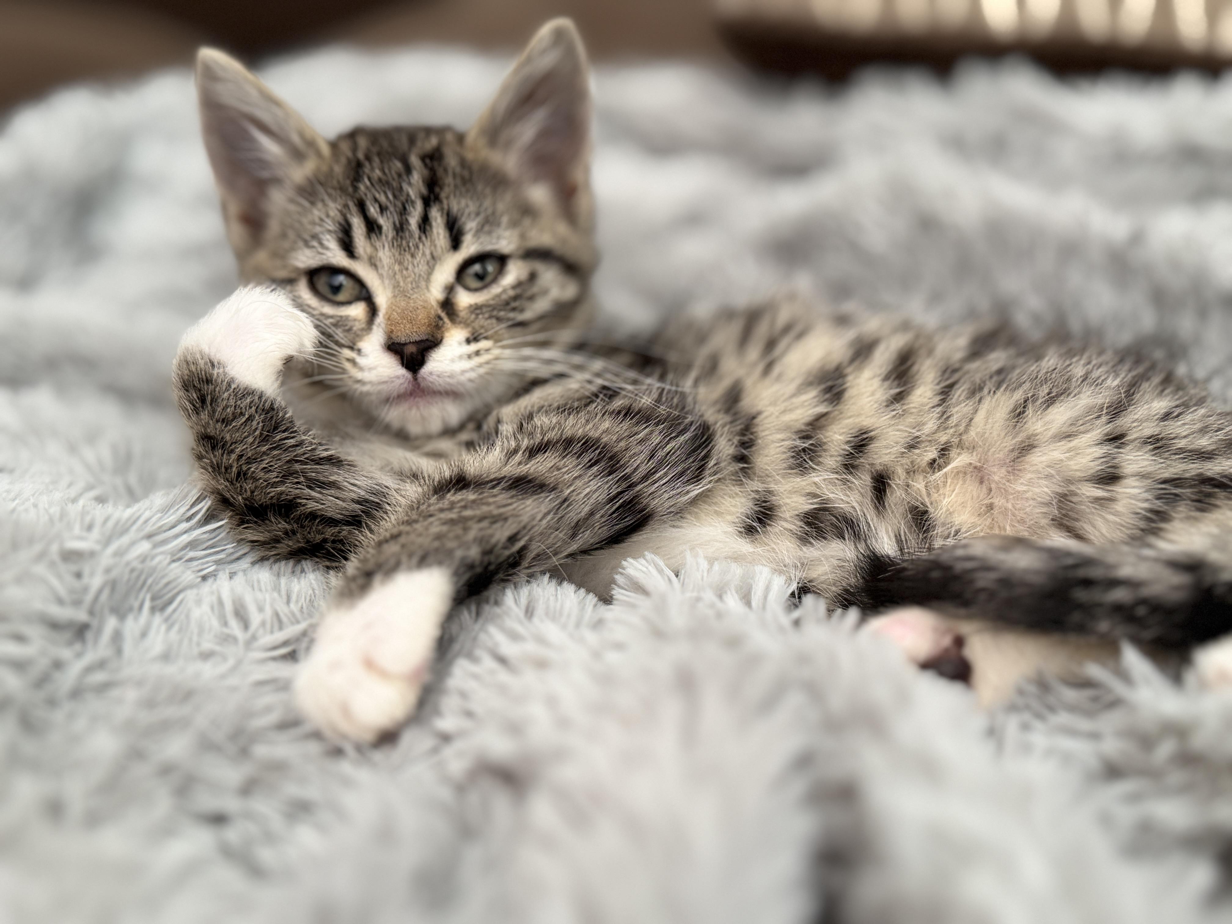 Enlarge River, a ADOPTABLE mixed breed in Brentwood, CA image 4/6