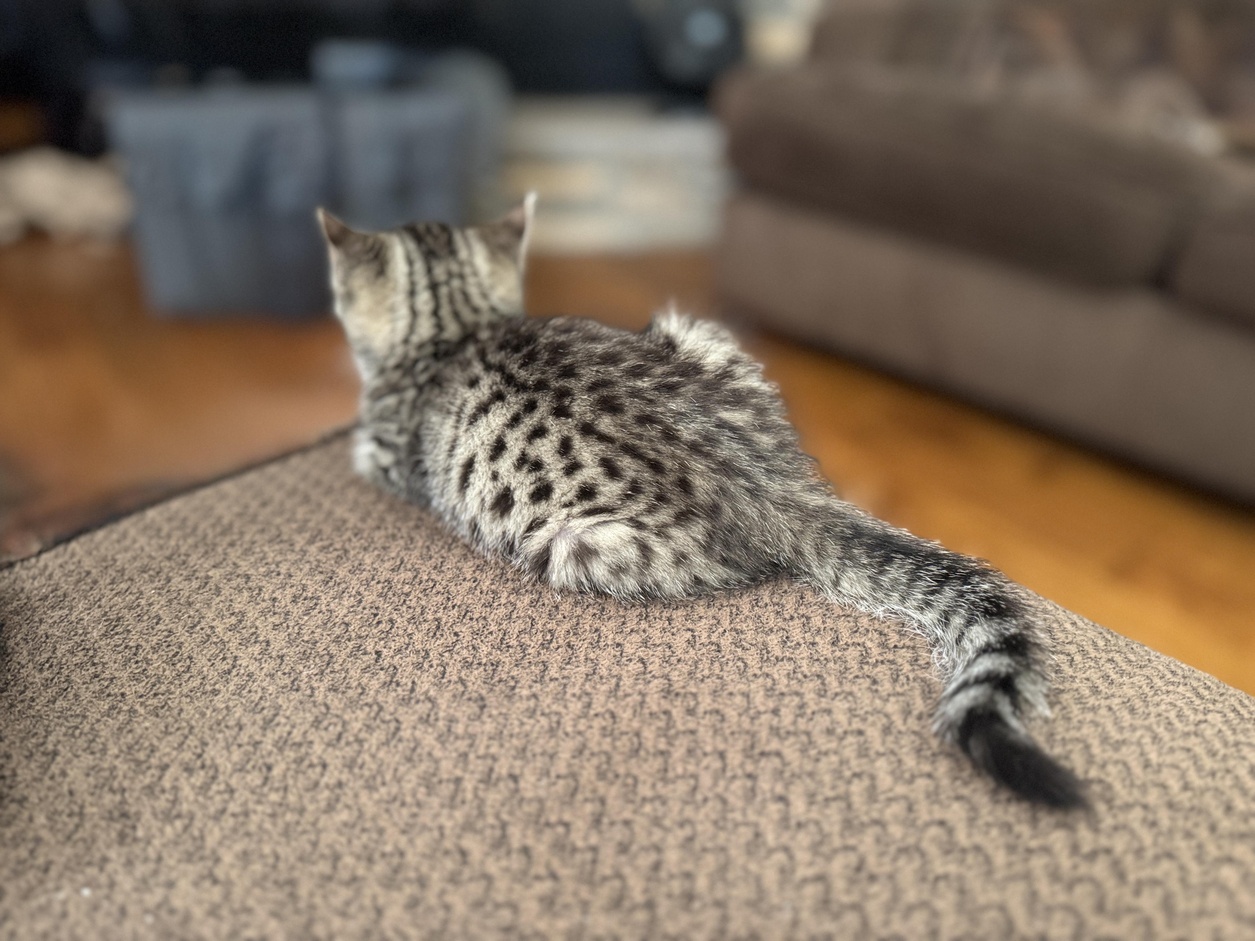 Enlarge River, a ADOPTABLE mixed breed in Brentwood, CA image 5/6