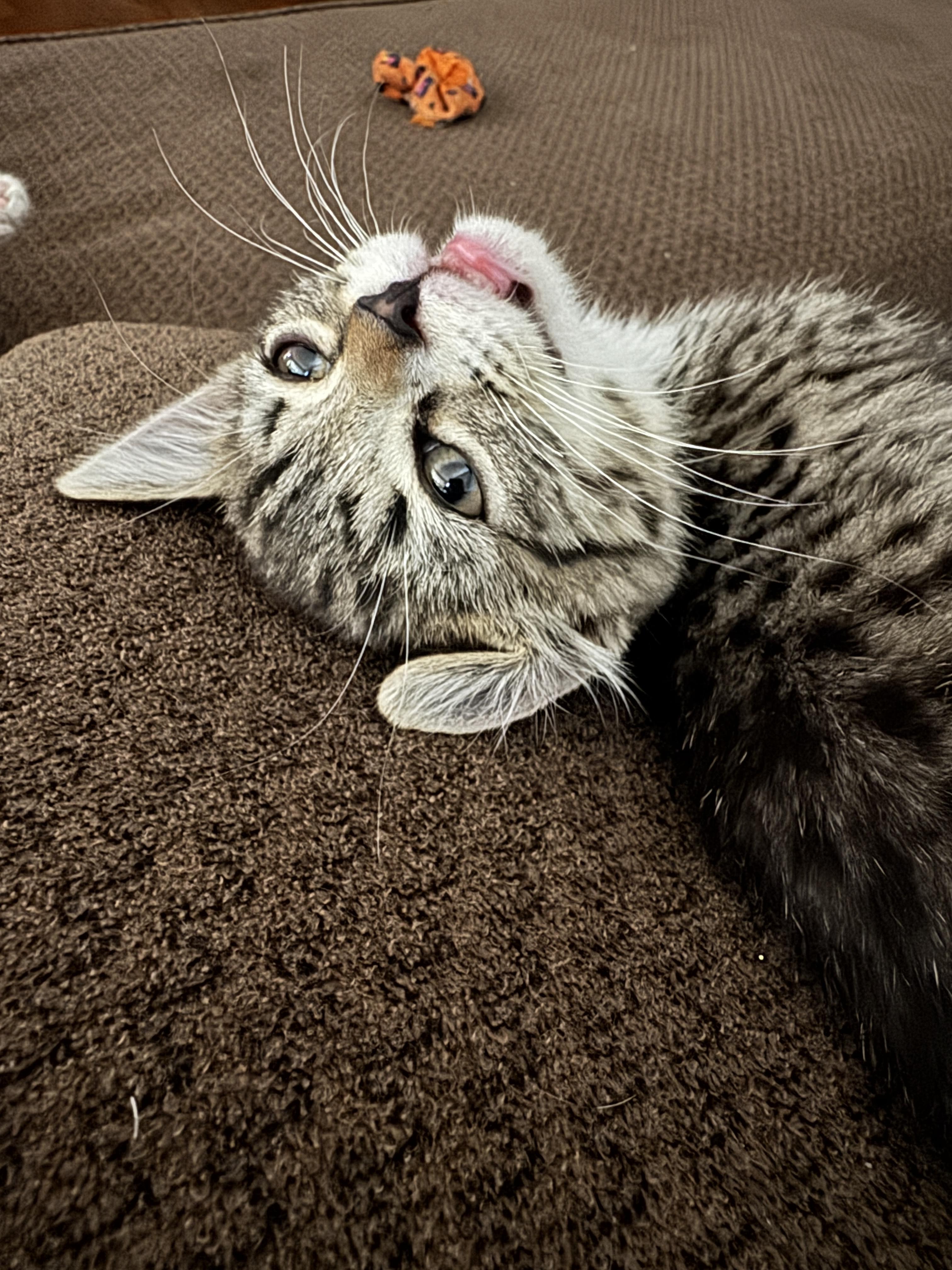 Enlarge River, a ADOPTABLE mixed breed in Brentwood, CA image 6/6