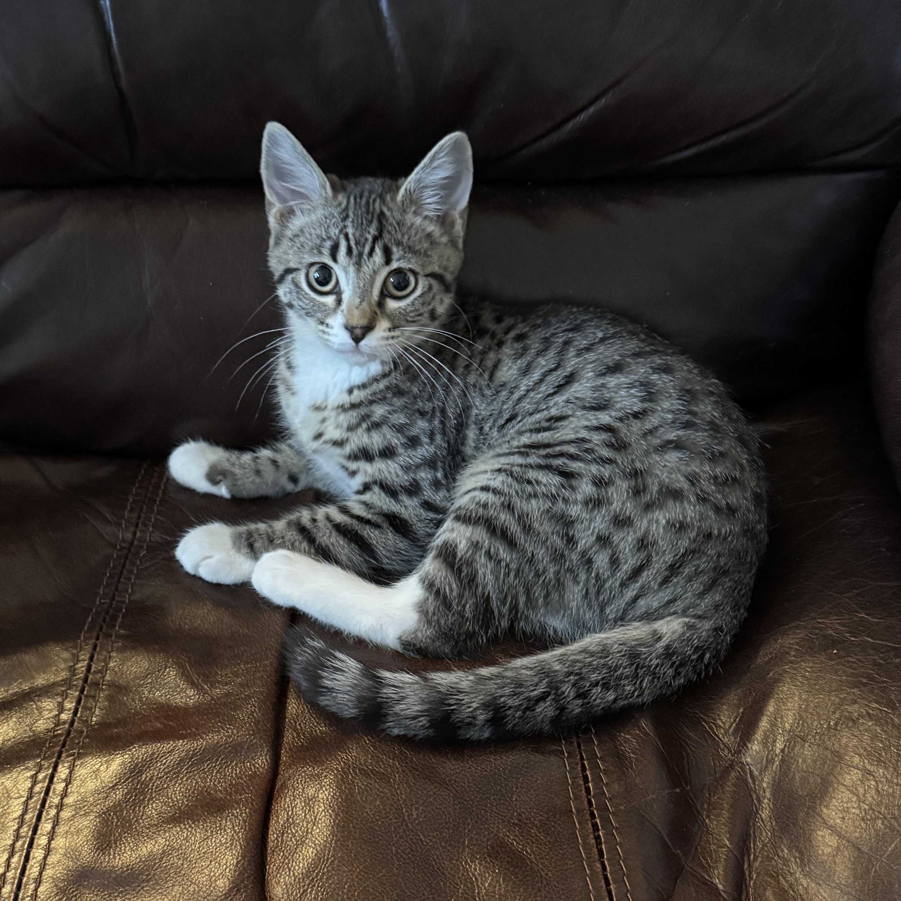 Enlarge River, a ADOPTABLE mixed breed in Brentwood, CA image 1/6