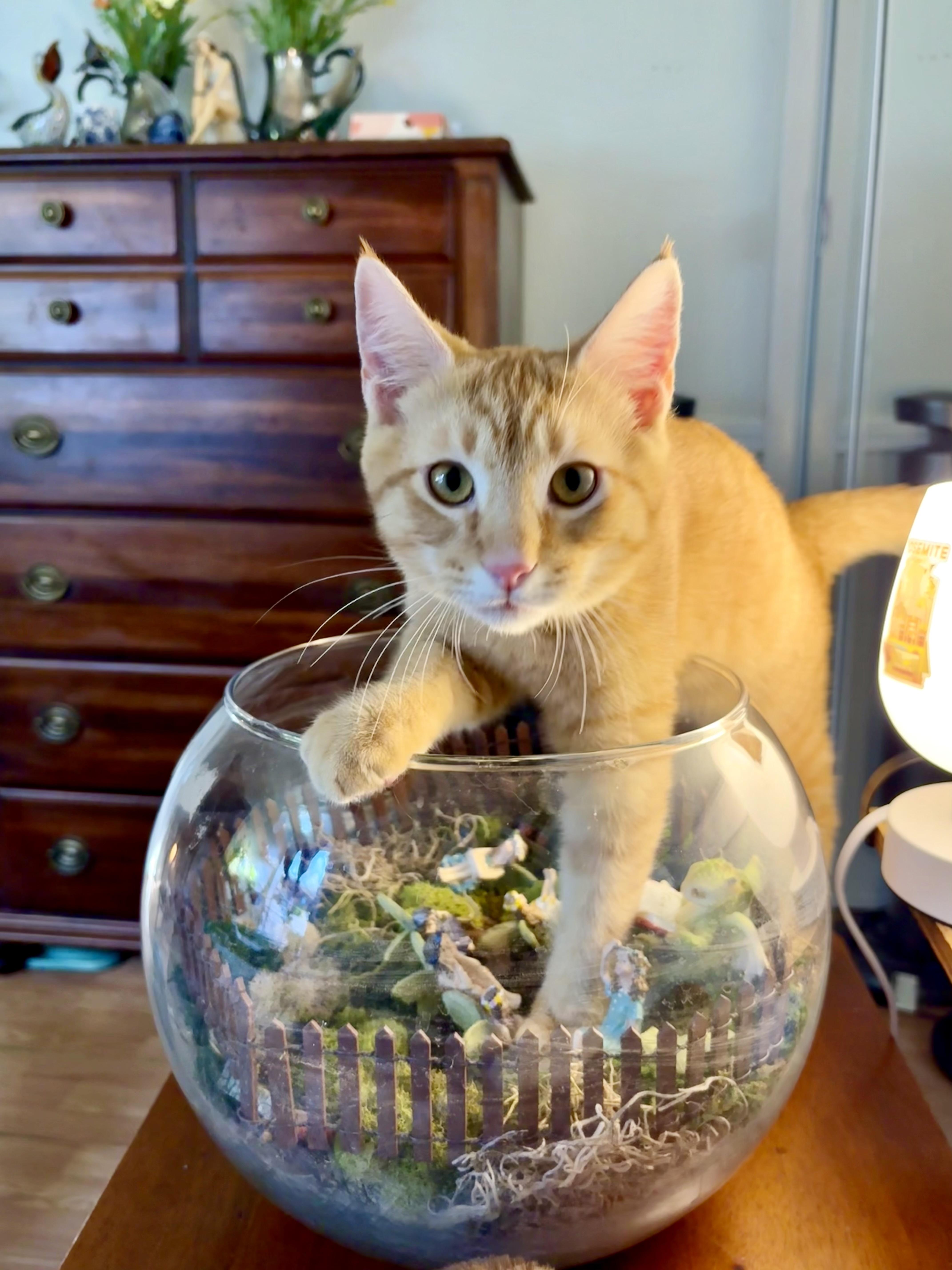 Enlarge River, a ADOPTABLE mixed breed in Brentwood, CA image 2/6