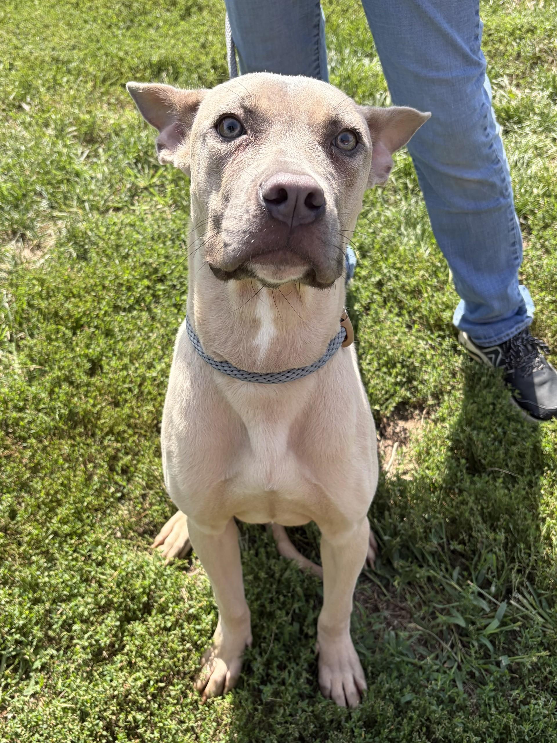Enlarge Maple, a Adopted mixed breed in Winchester, VA image 6/6
