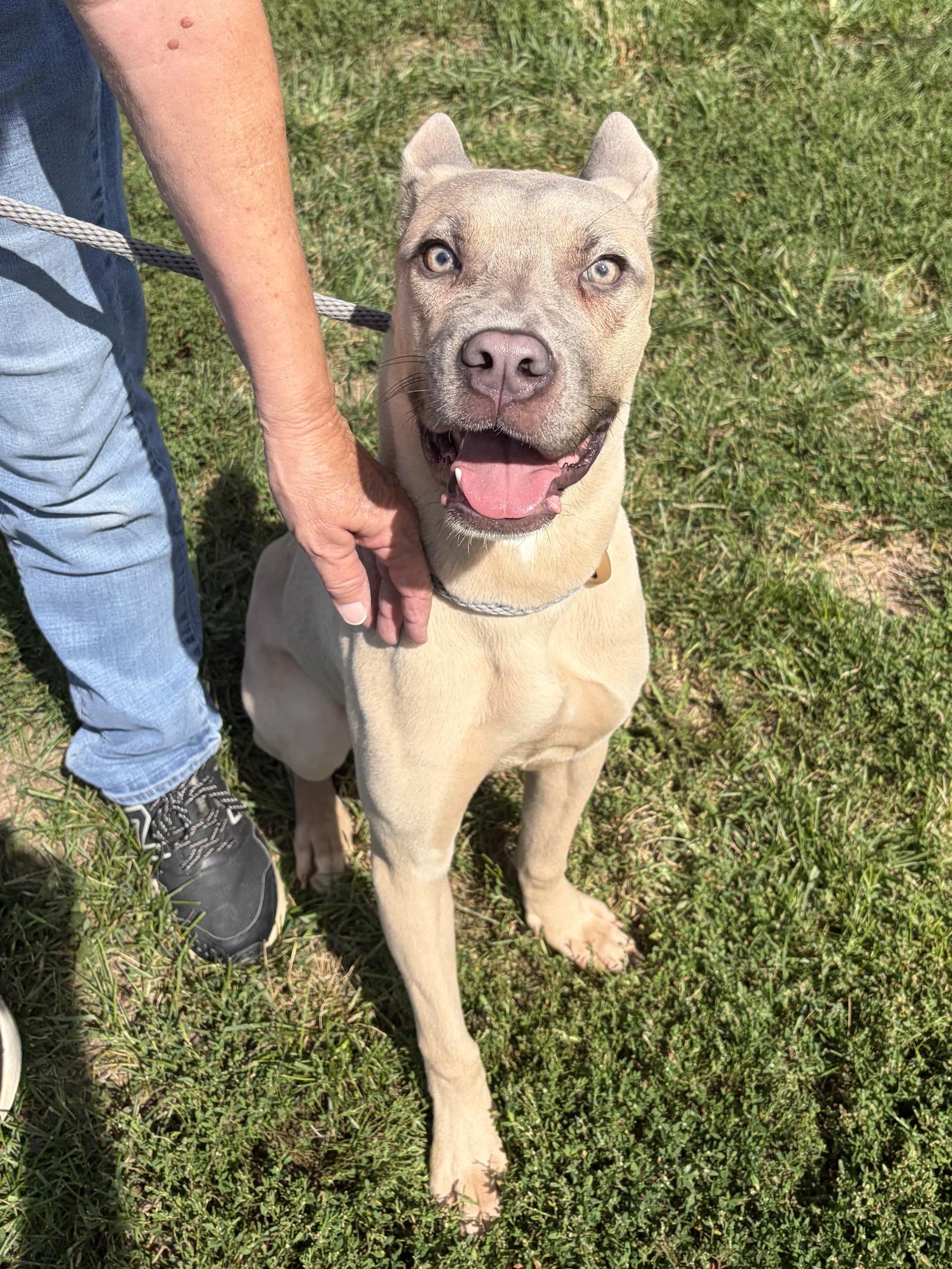Enlarge Maple, a Adopted mixed breed in Winchester, VA image 1/6