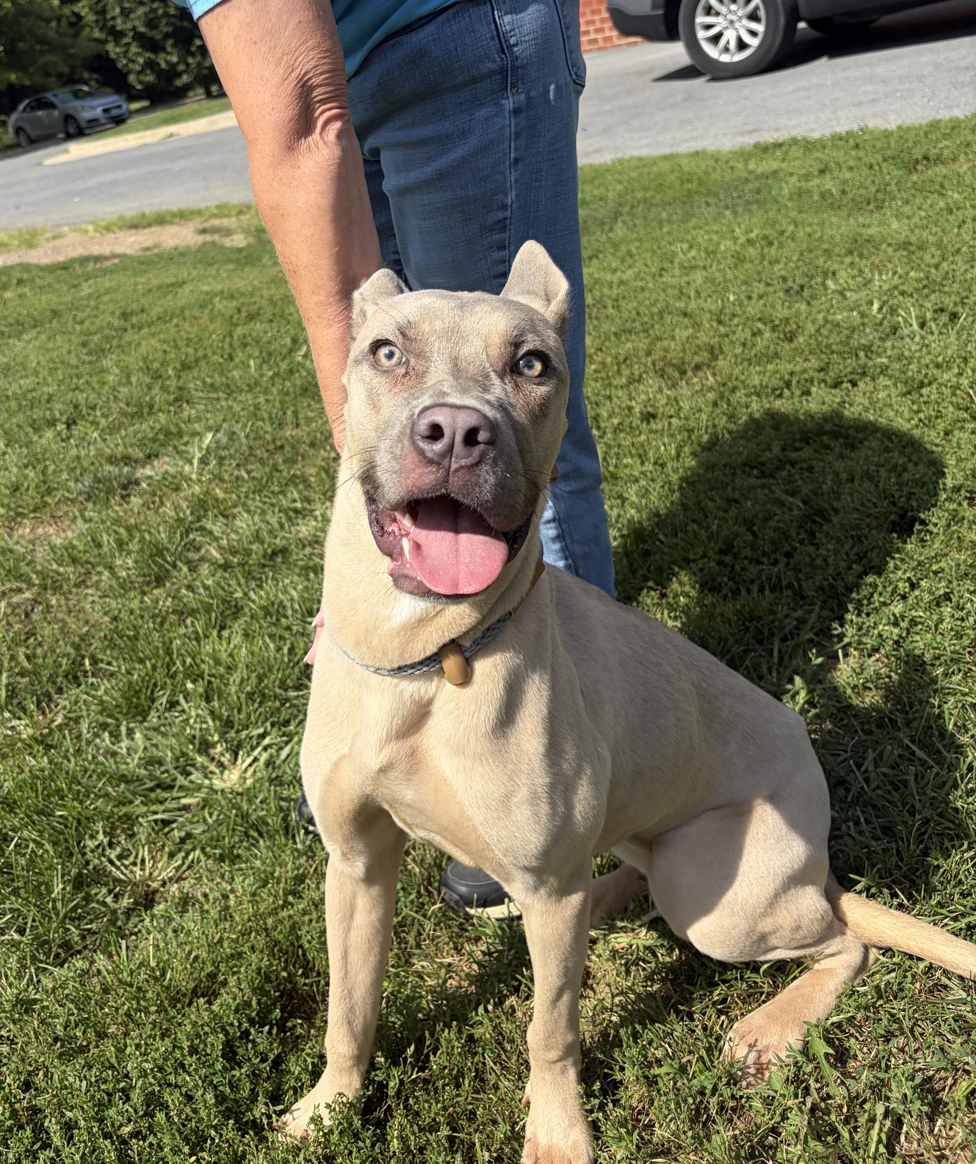Enlarge Maple, a Adopted mixed breed in Winchester, VA image 2/6