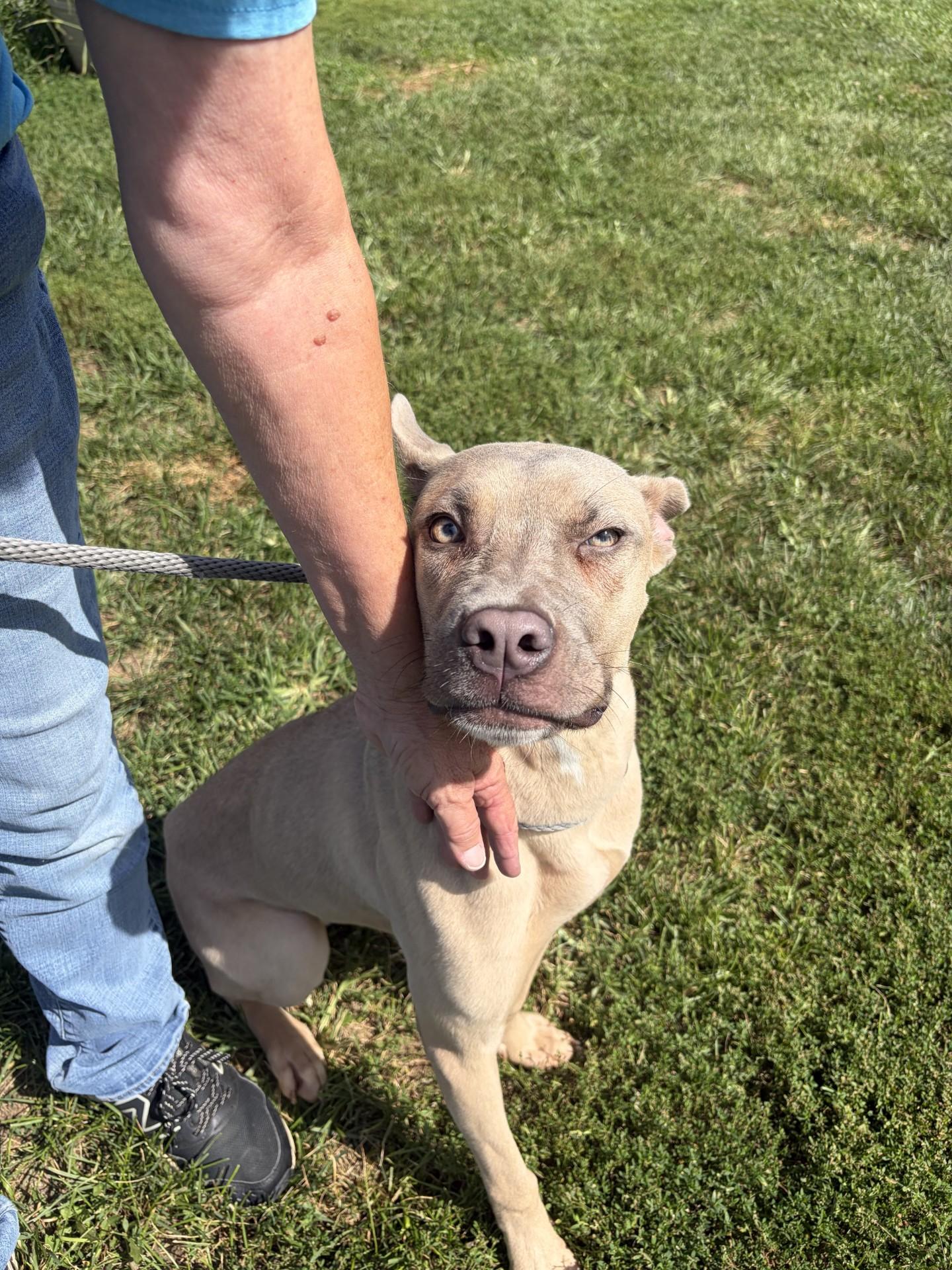 Enlarge Maple, a Adopted mixed breed in Winchester, VA image 3/6