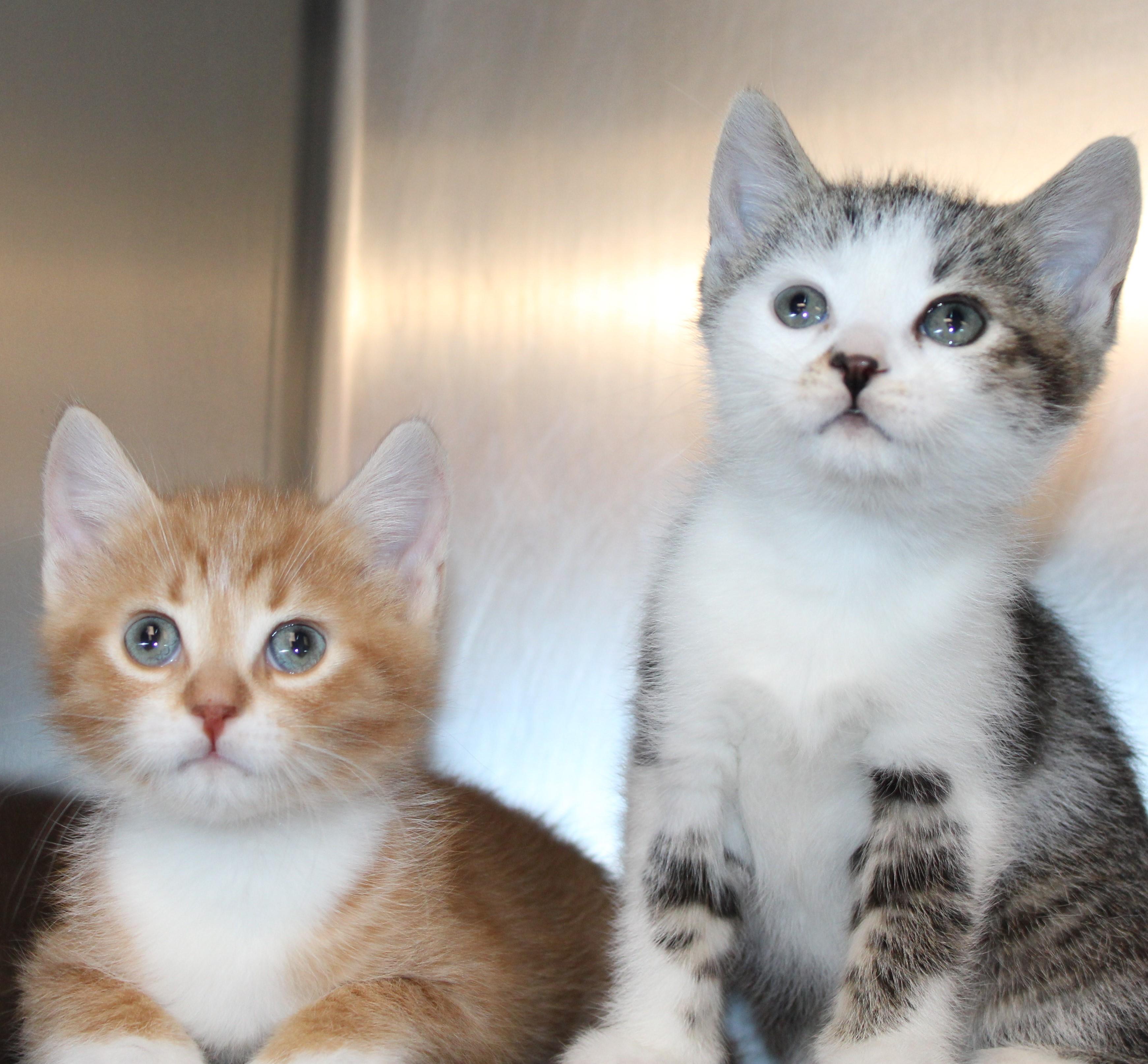 Enlarge Oreo - bonded with brother Cookie, 2 for 1!, an adopted Domestic Short Hair in Mississauga, ON image 6/6