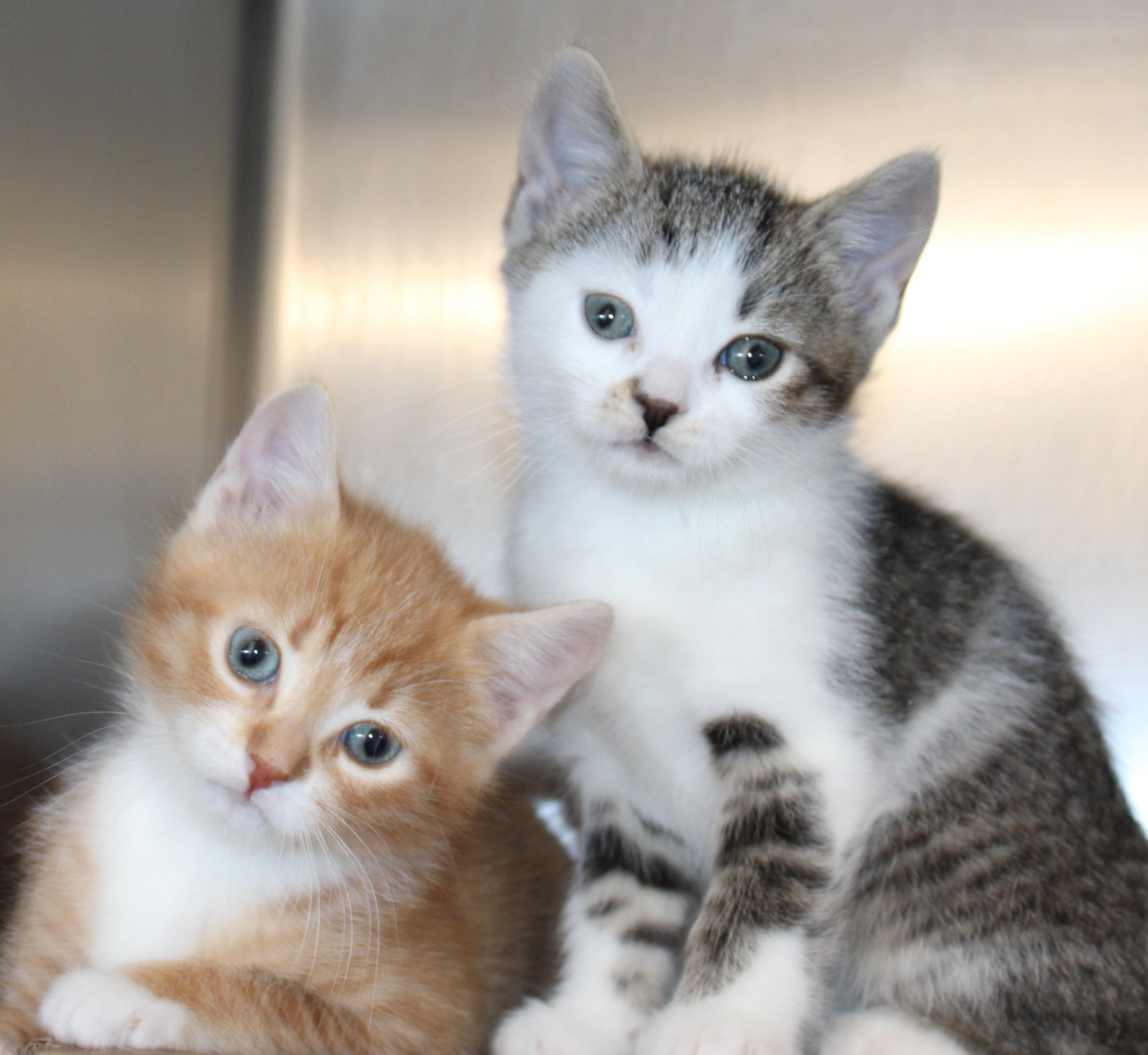 Enlarge Oreo - bonded with brother Cookie, 2 for 1!, an adopted Domestic Short Hair in Mississauga, ON image 5/6